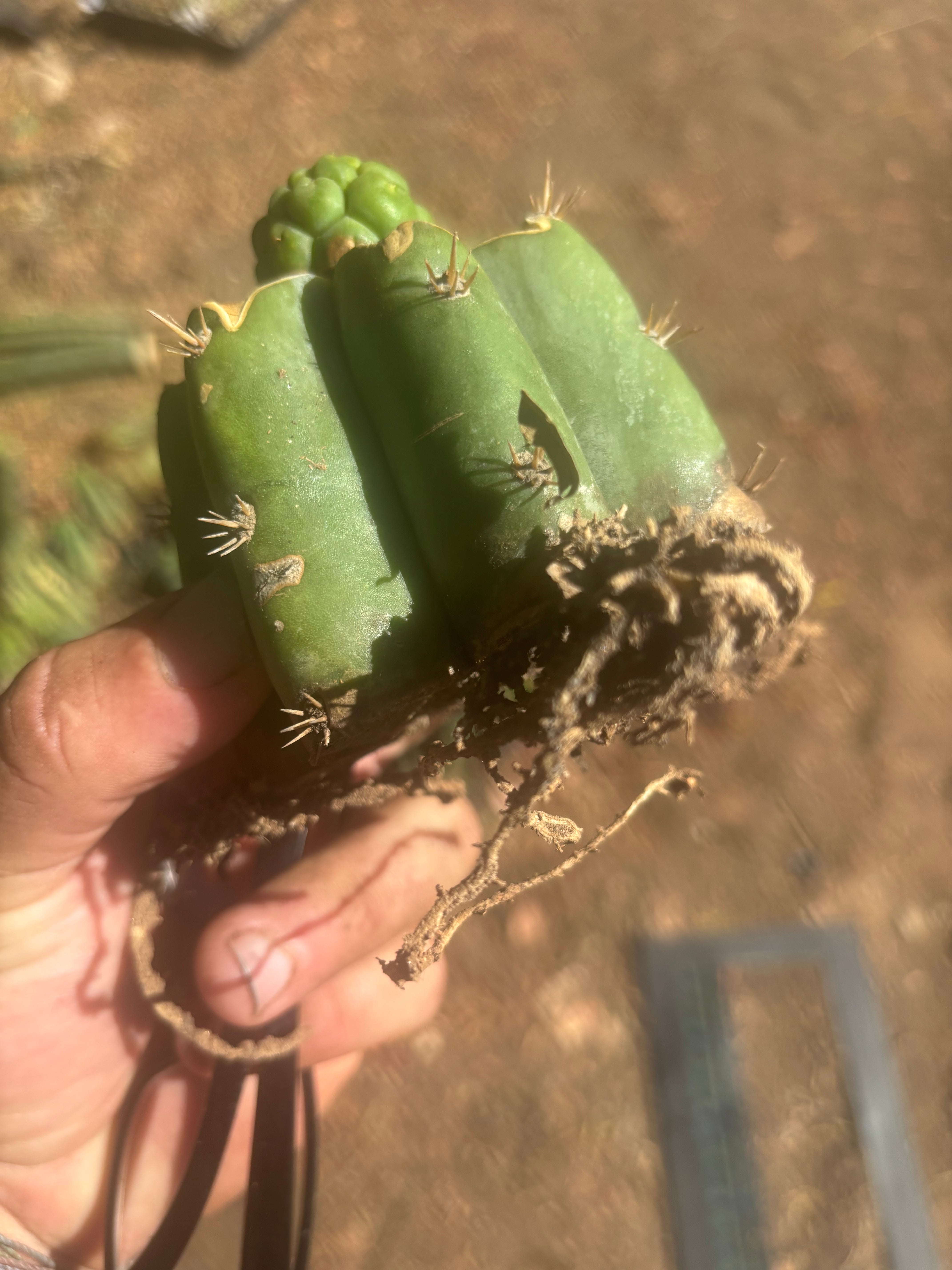 💎👑💎 Havran — Pup Graft on PC w/Roots