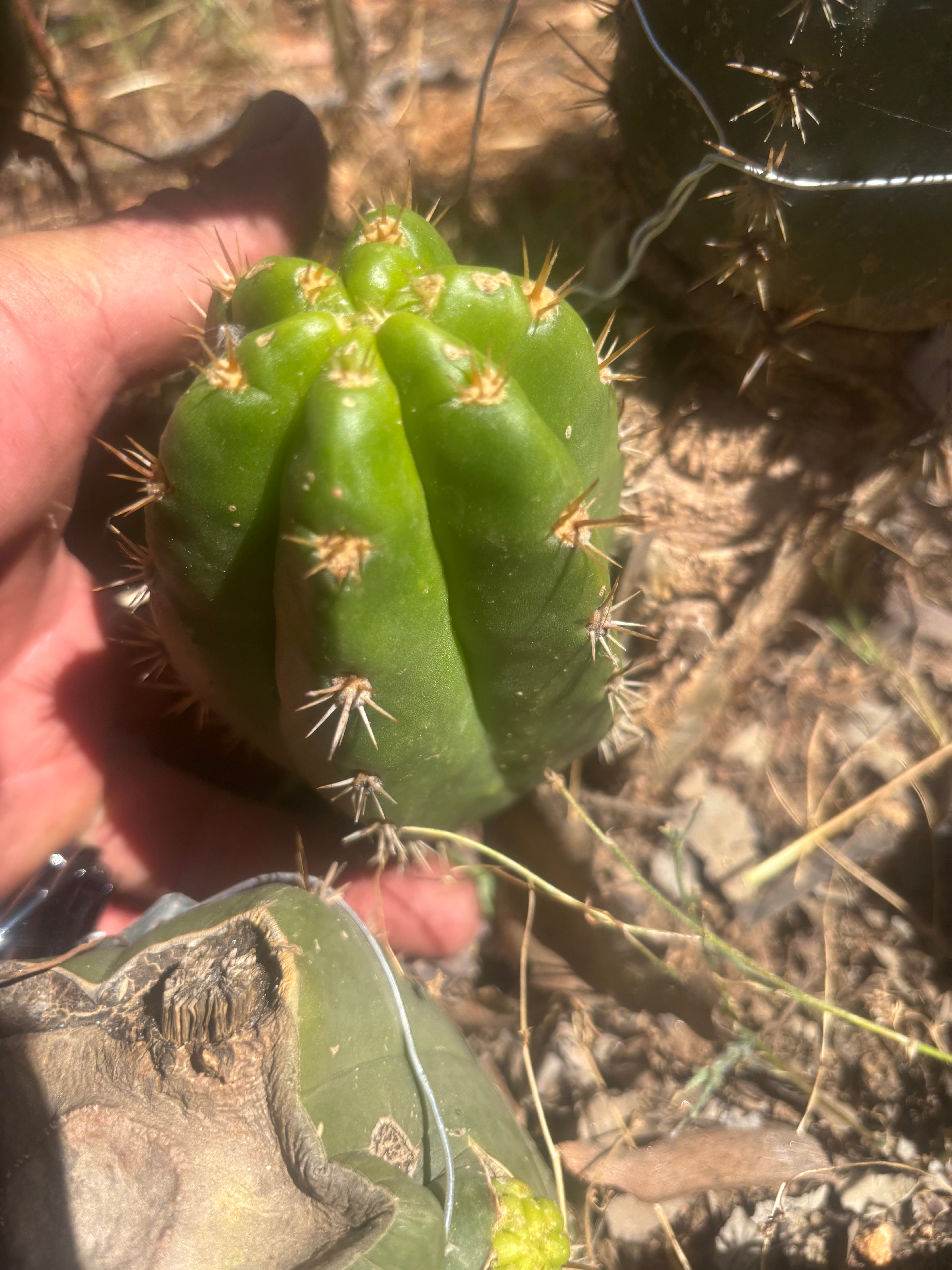 💎👑💎🌶️ CareBear — 5” Grenade