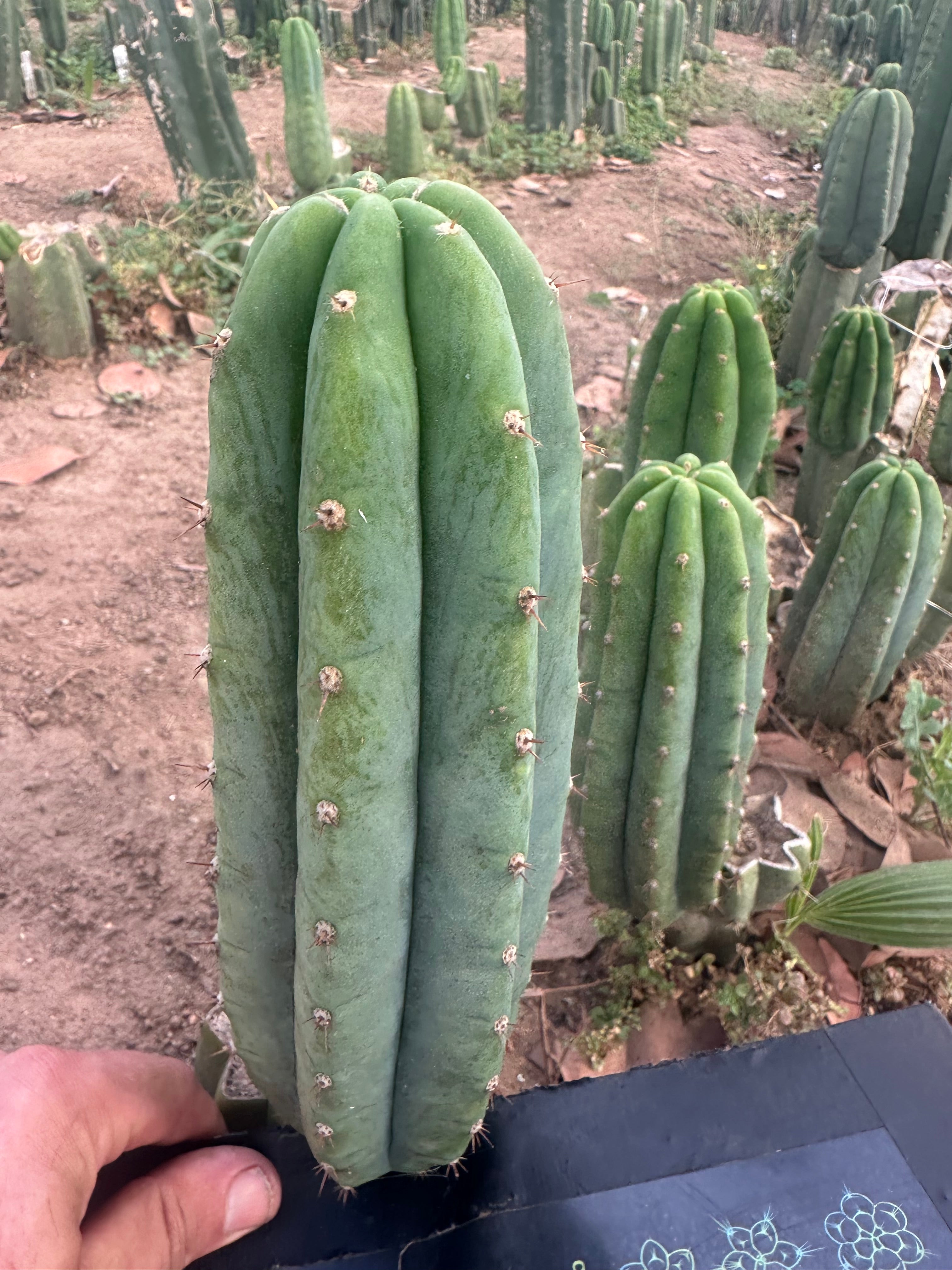 👑🌶️🌶️ Landfill — 10” Pup