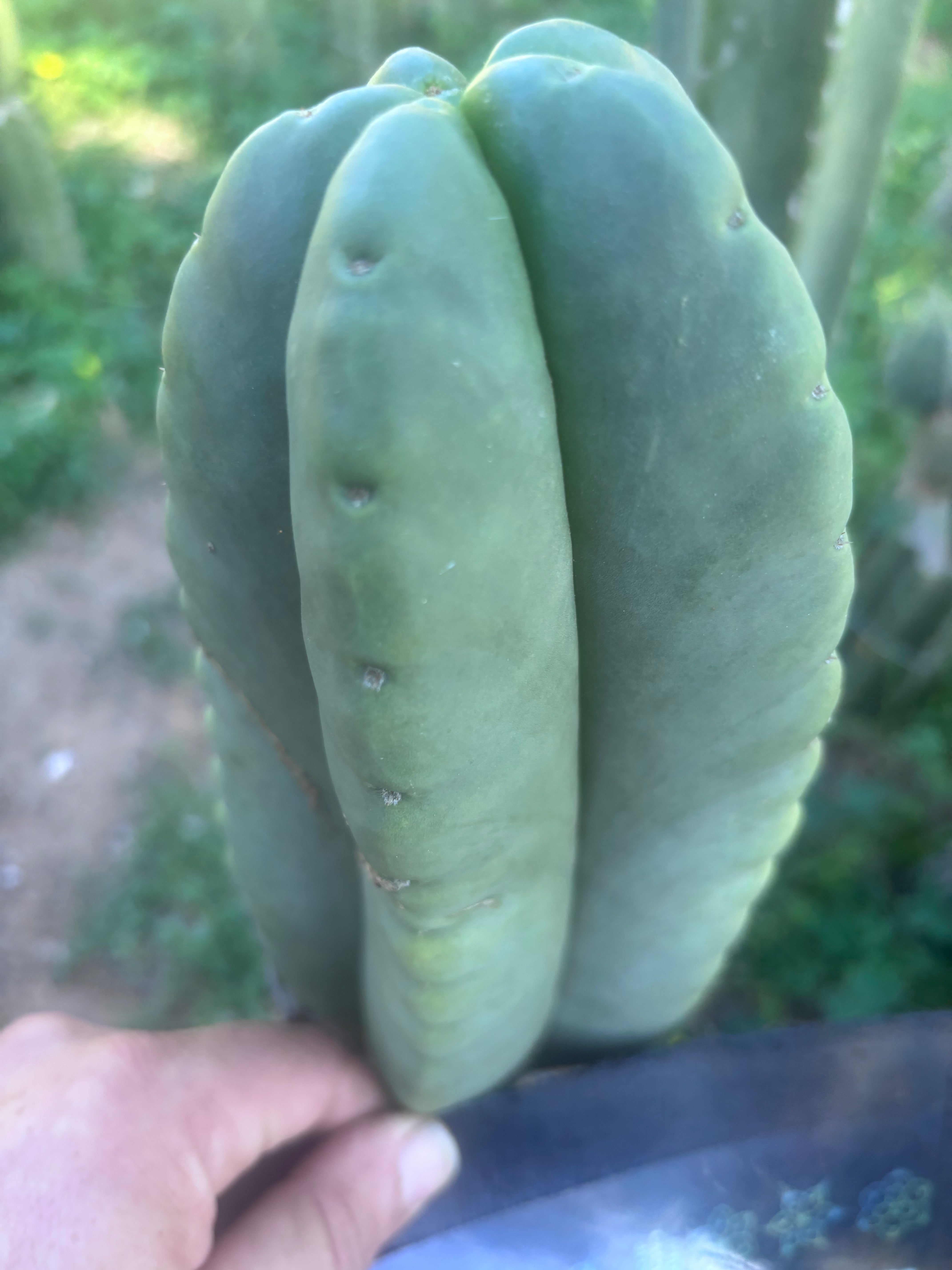 💎👑🌶️ Ferah — Chonky 7” Tip