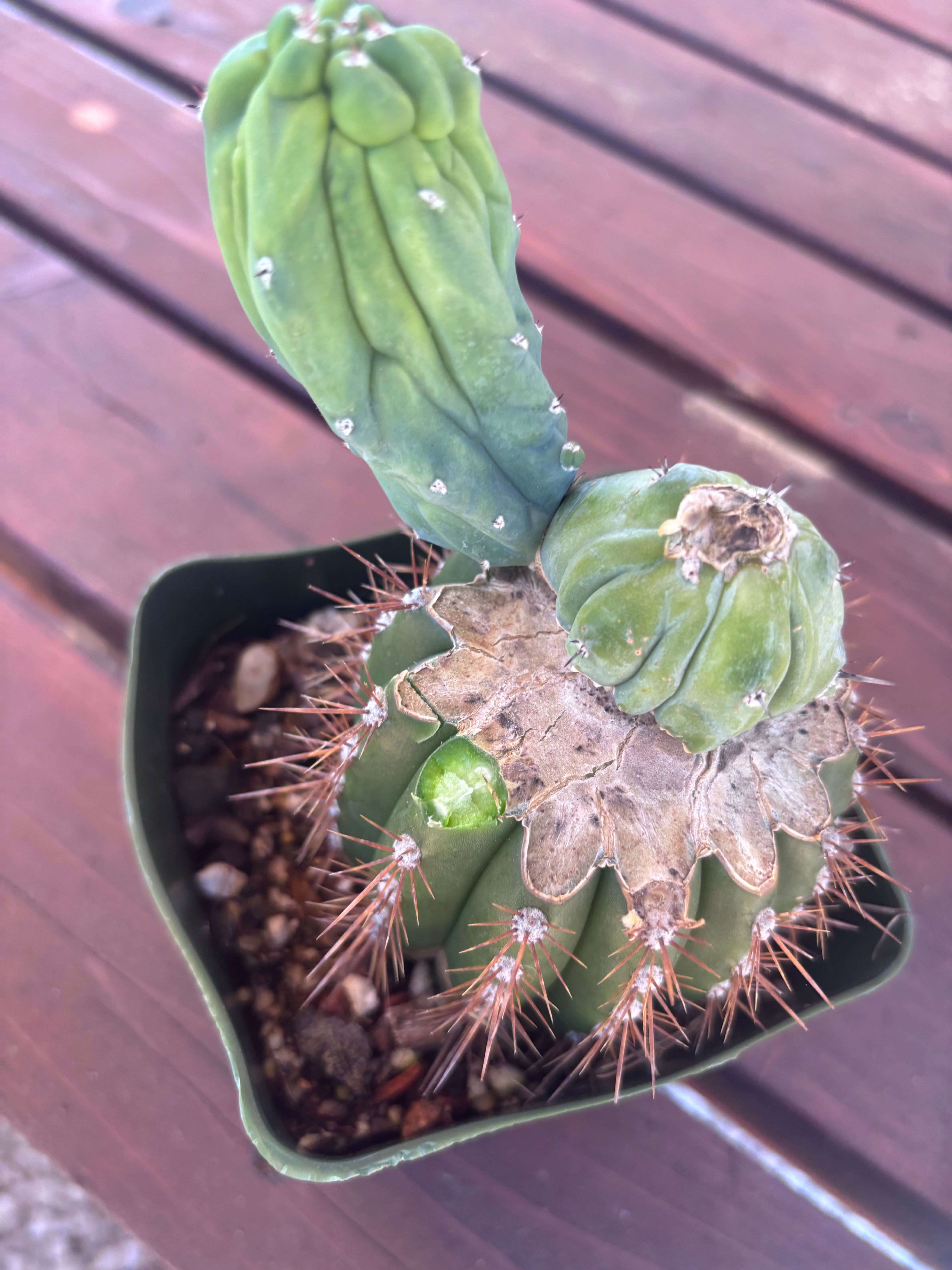 👑💎 Grecas — Butt Graft with Pup