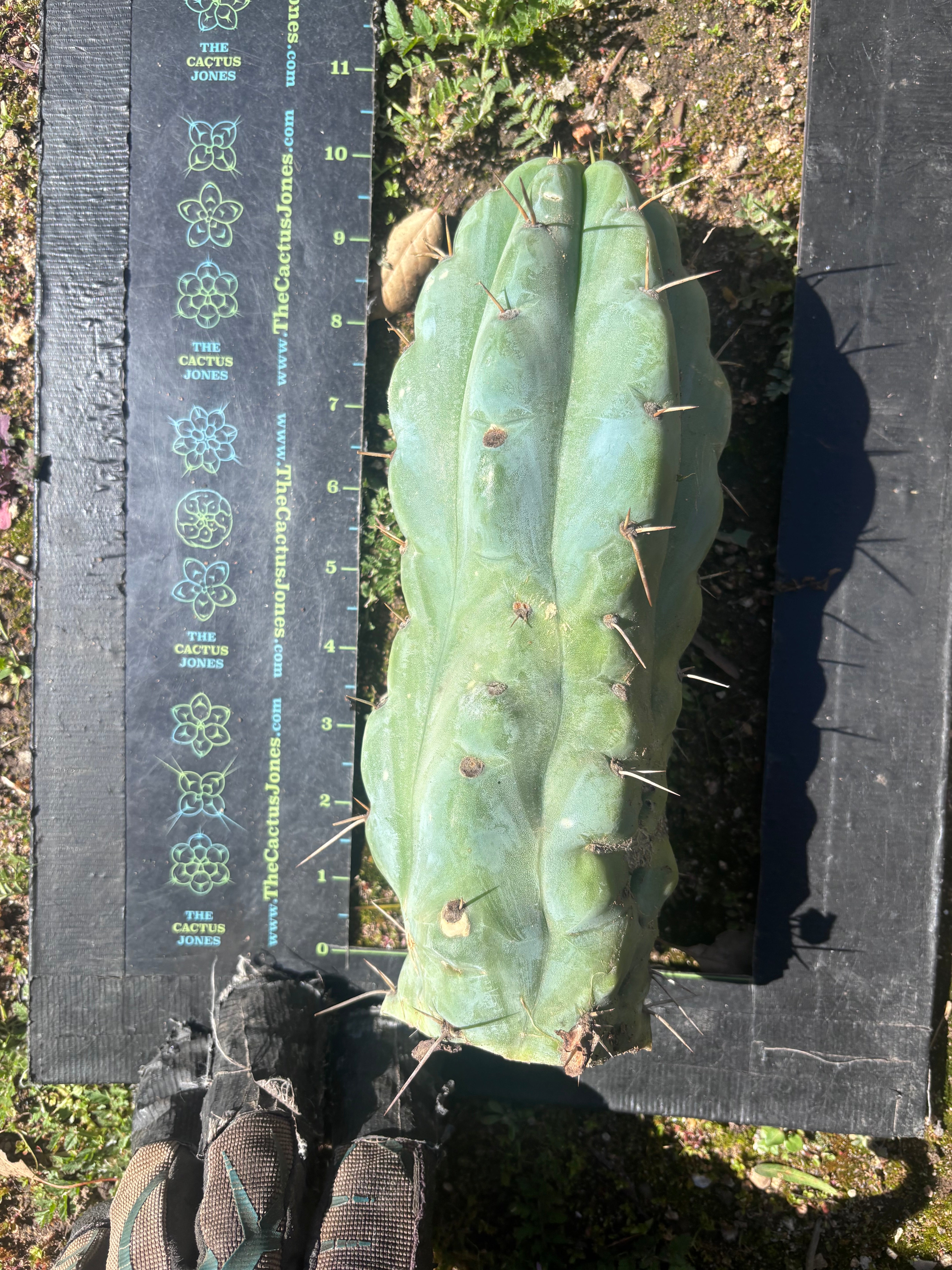 💎🌶️🌶️ NOM — Beefy 10” Tip
