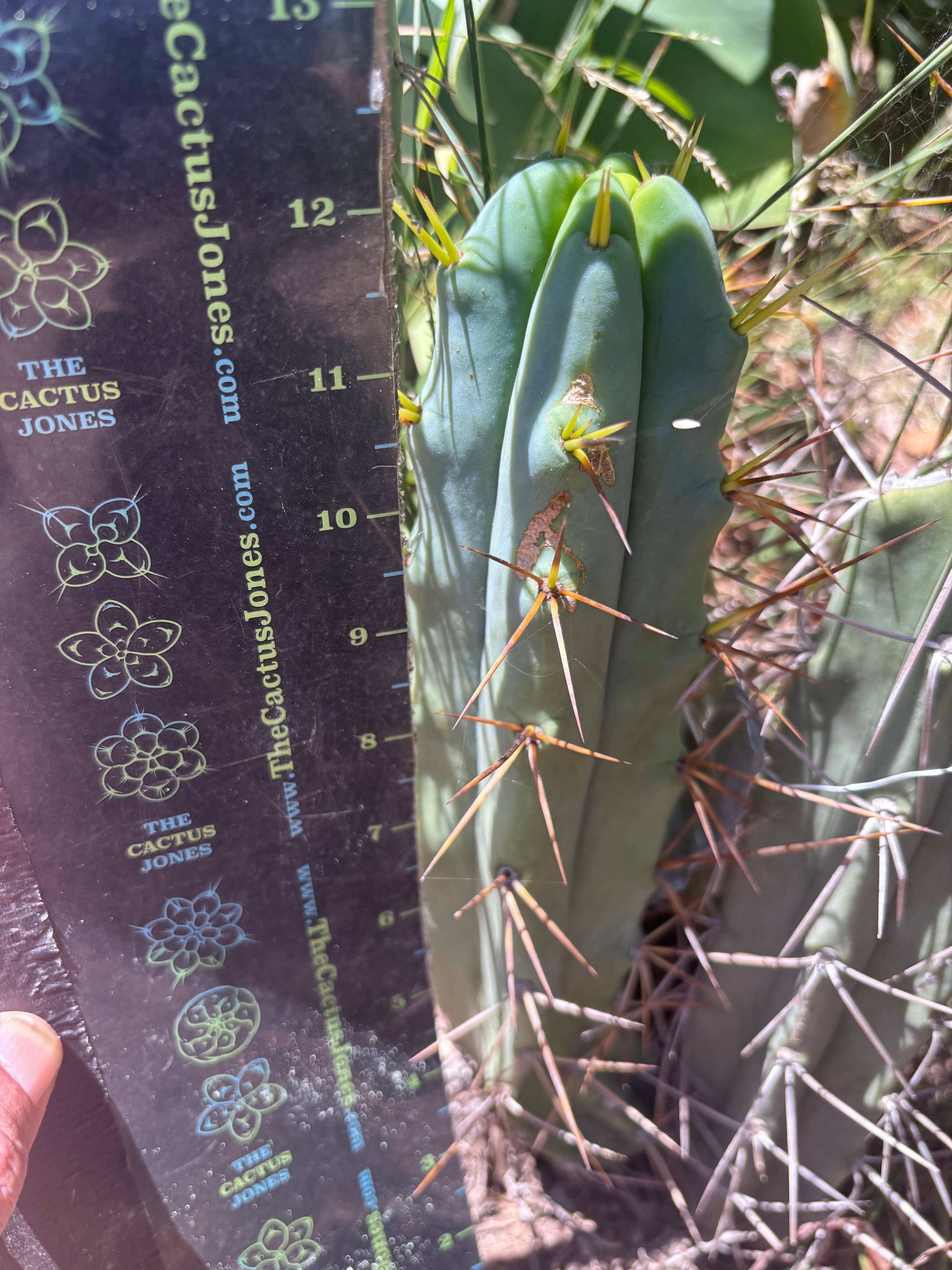 👑🌶️ Medicine Man — 12” Tip