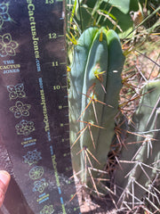 👑🌶️ Medicine Man — 12” Tip