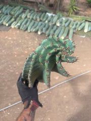 💎🌀 A Cereus Tornado  — XXL 21” Pup
