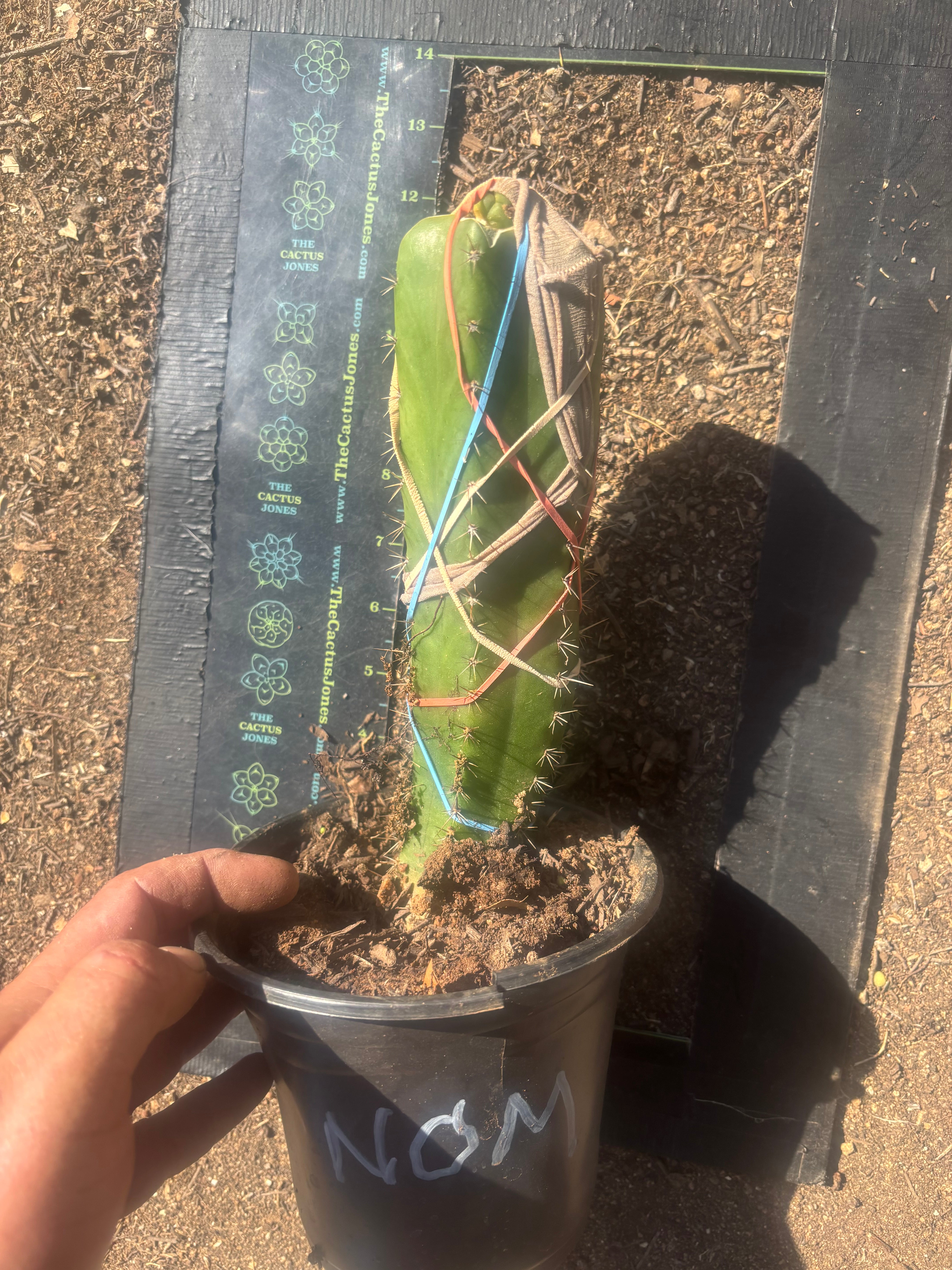 💎🌶️🌶️ NOM — Pup Graft On Seed Grown Rooted Stock