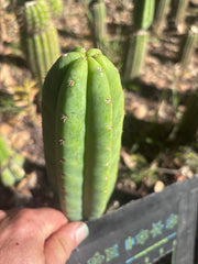 💎👑🌶️🌶️ KR04 — 7” Tip