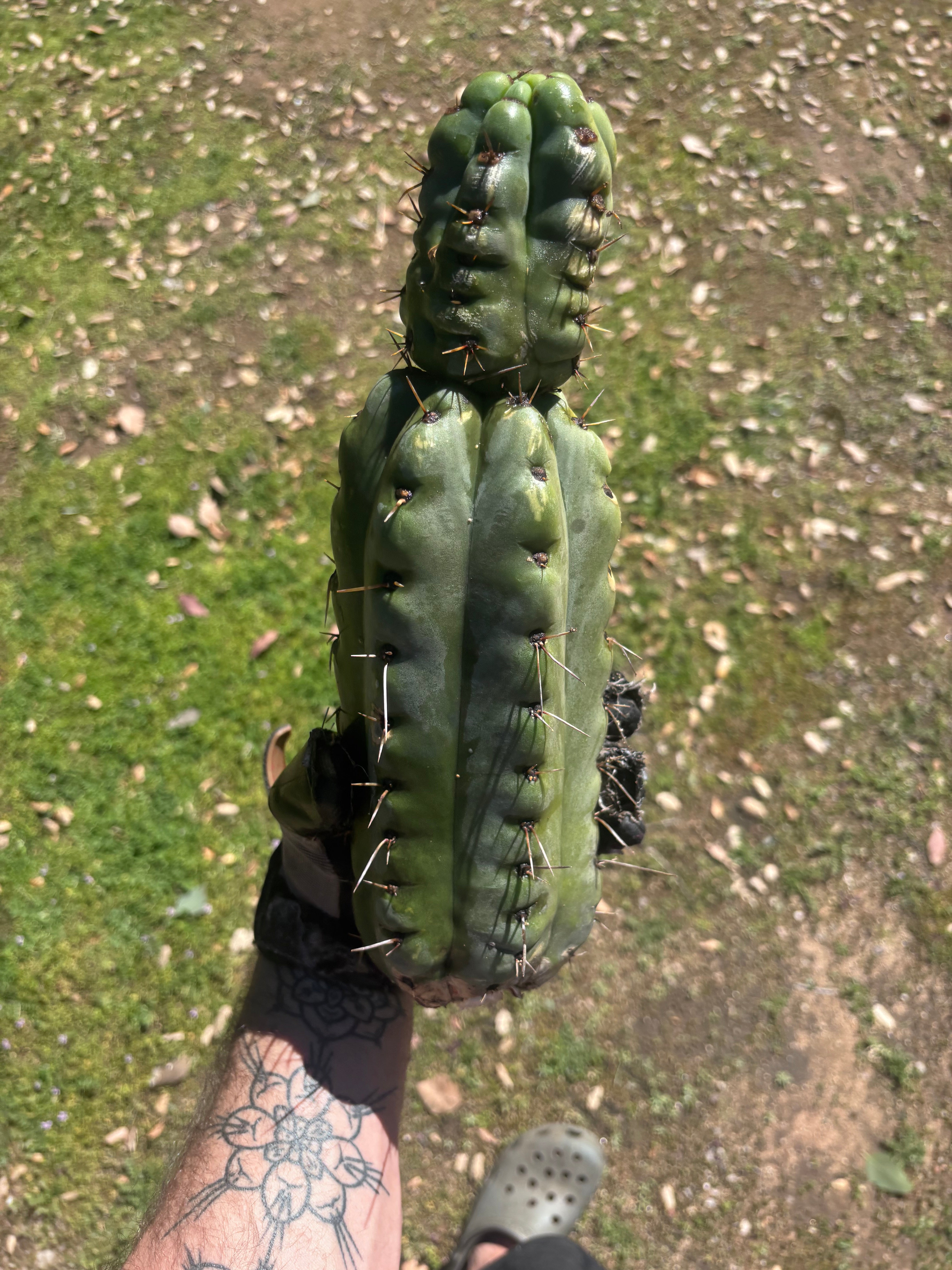 💎🌶️🌶️ NOM — Beefy 13” Stacker Pup