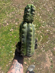 💎🌶️🌶️ NOM — Beefy 13” Stacker Pup