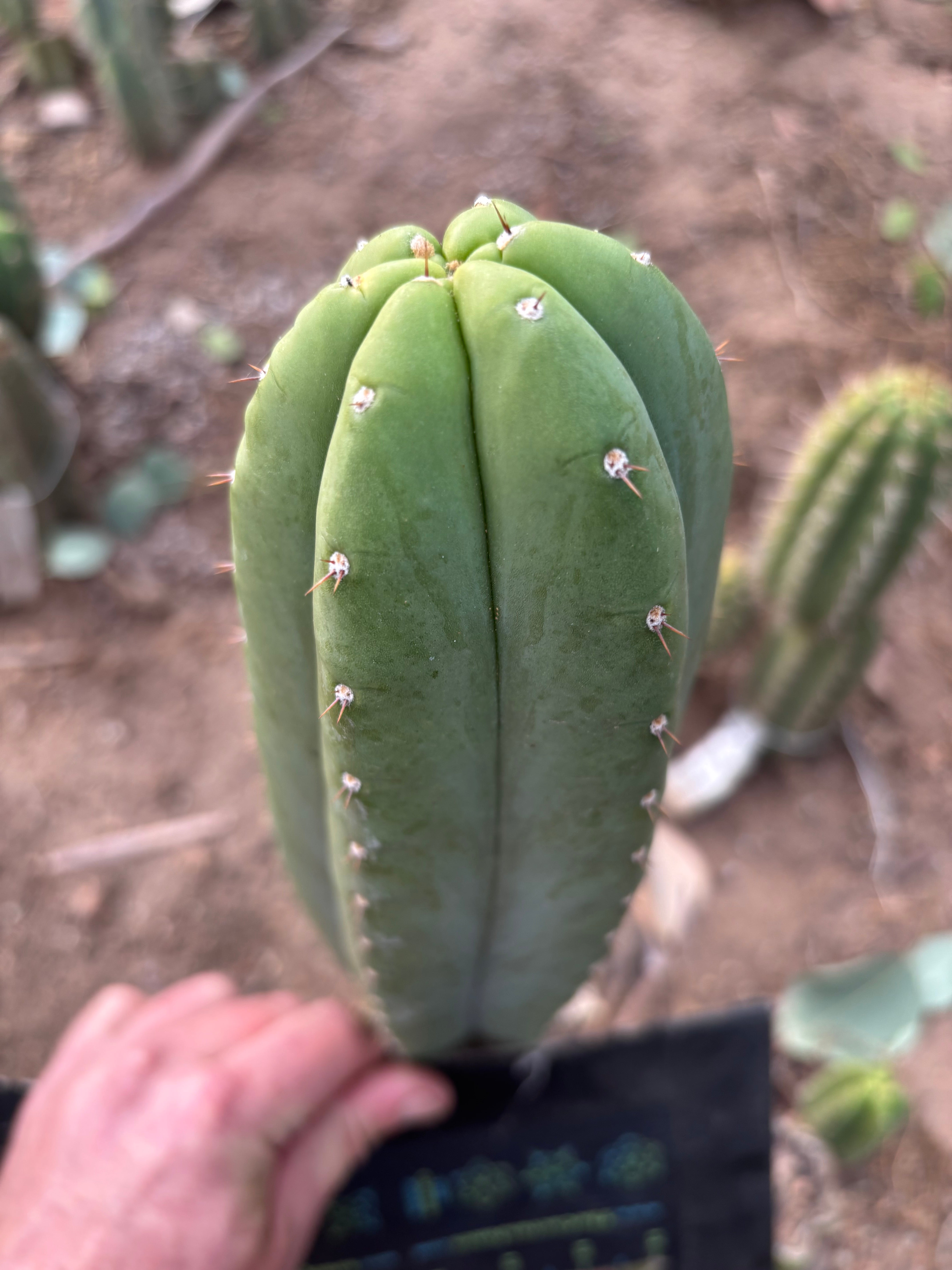 👑🌶️ Soozy — Chonky 10” Tip