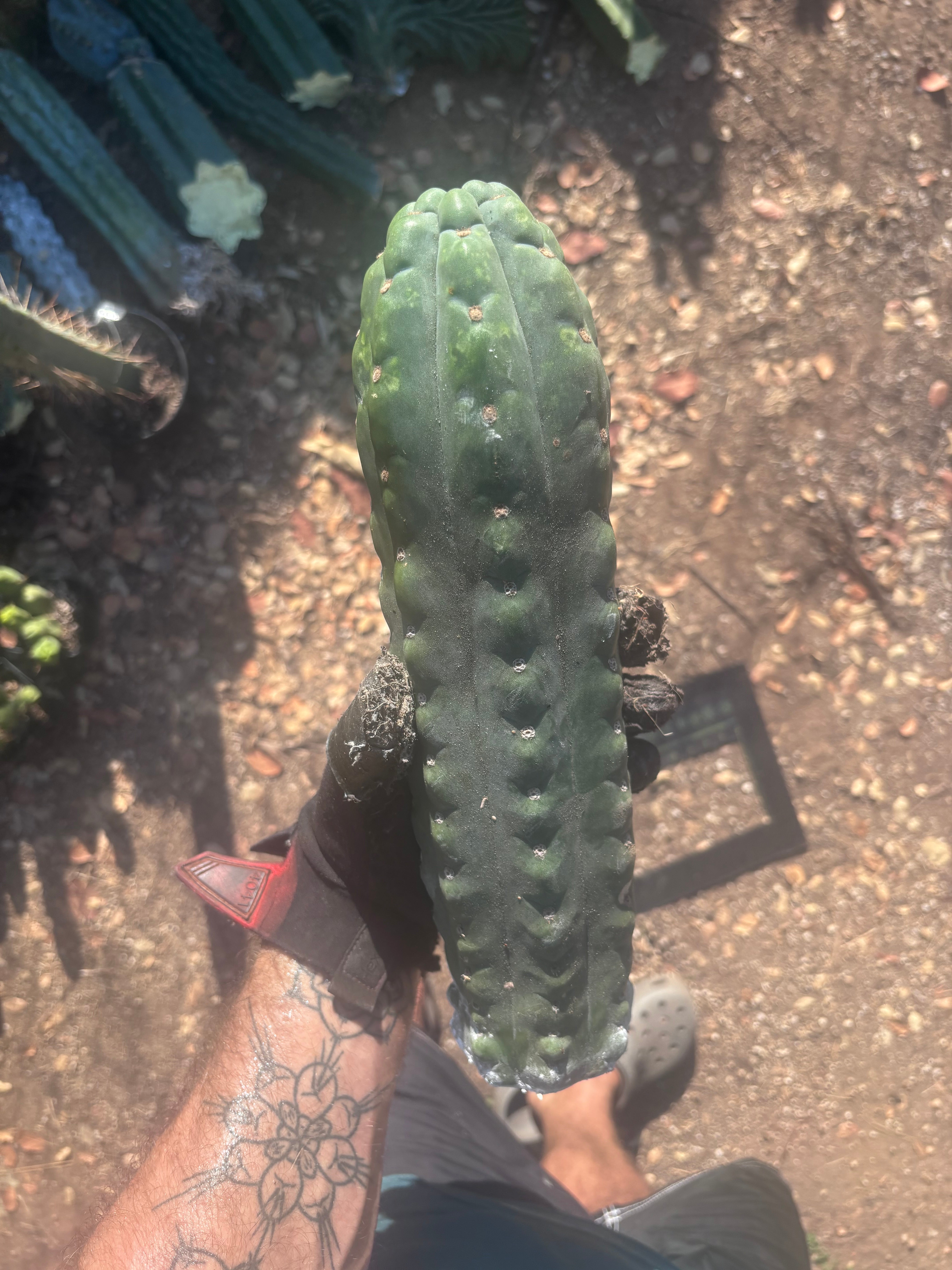 💎👑🌶️  Ichoca — Beefy 14” Notch Missile