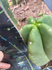 💎👑💎🌶️ Ferah — XL Pup