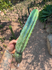 👑🌶️ Ventucky Blue — 15” Tip
