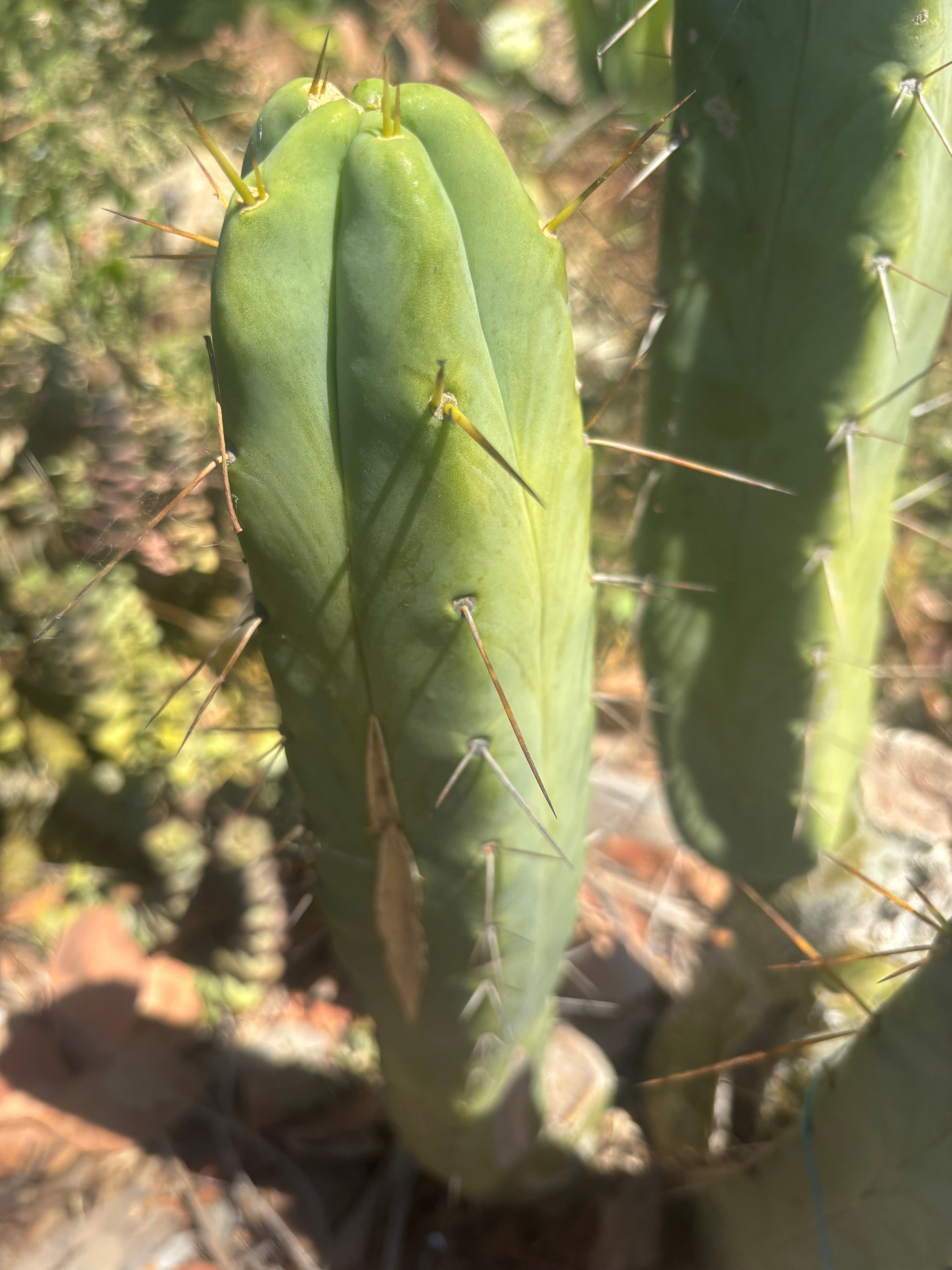 💎👑🌶️ Platform 9 3/4  — 10” Tip