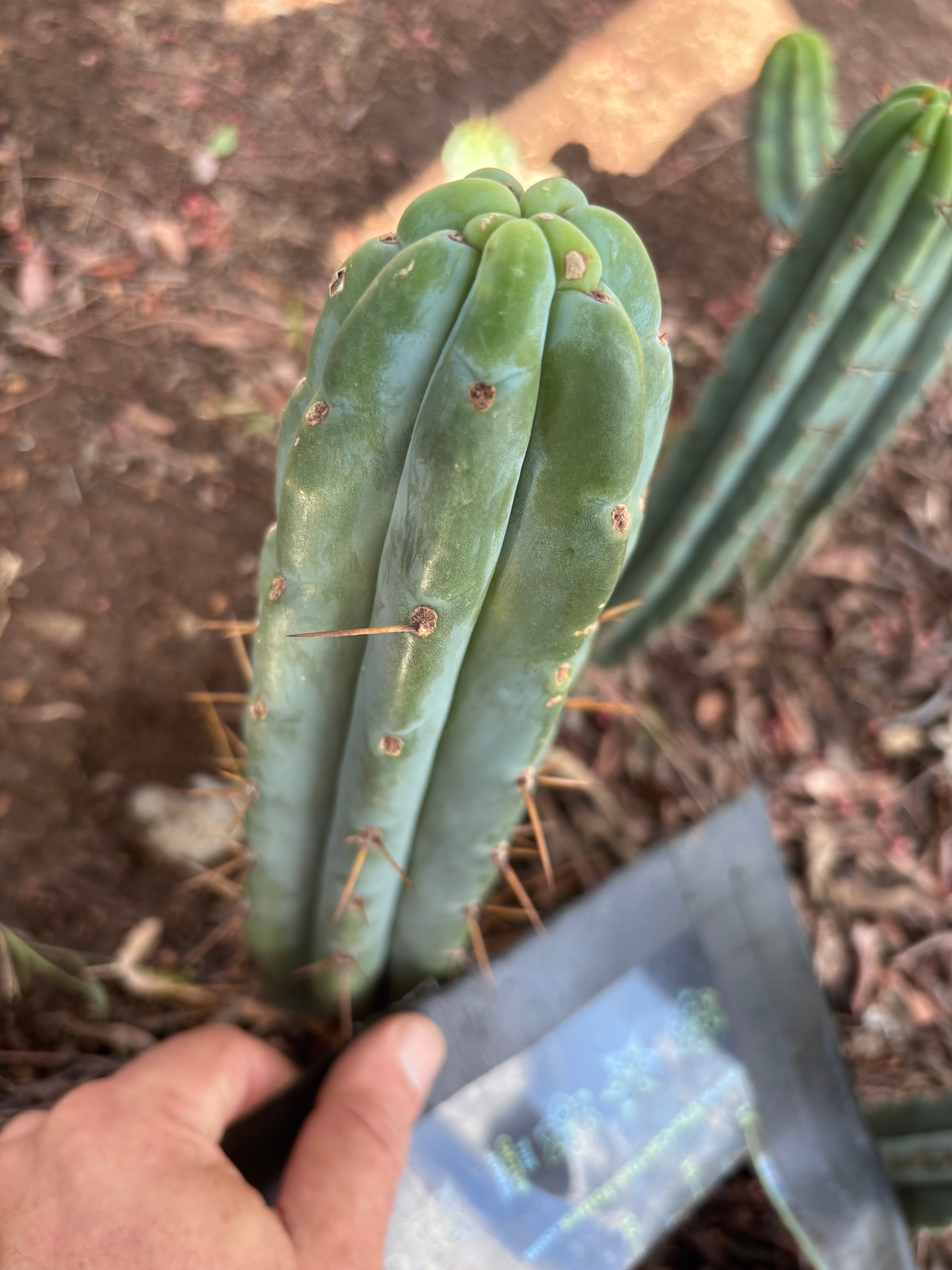 👑🌶️🌶️ Pala! — 8” Tip