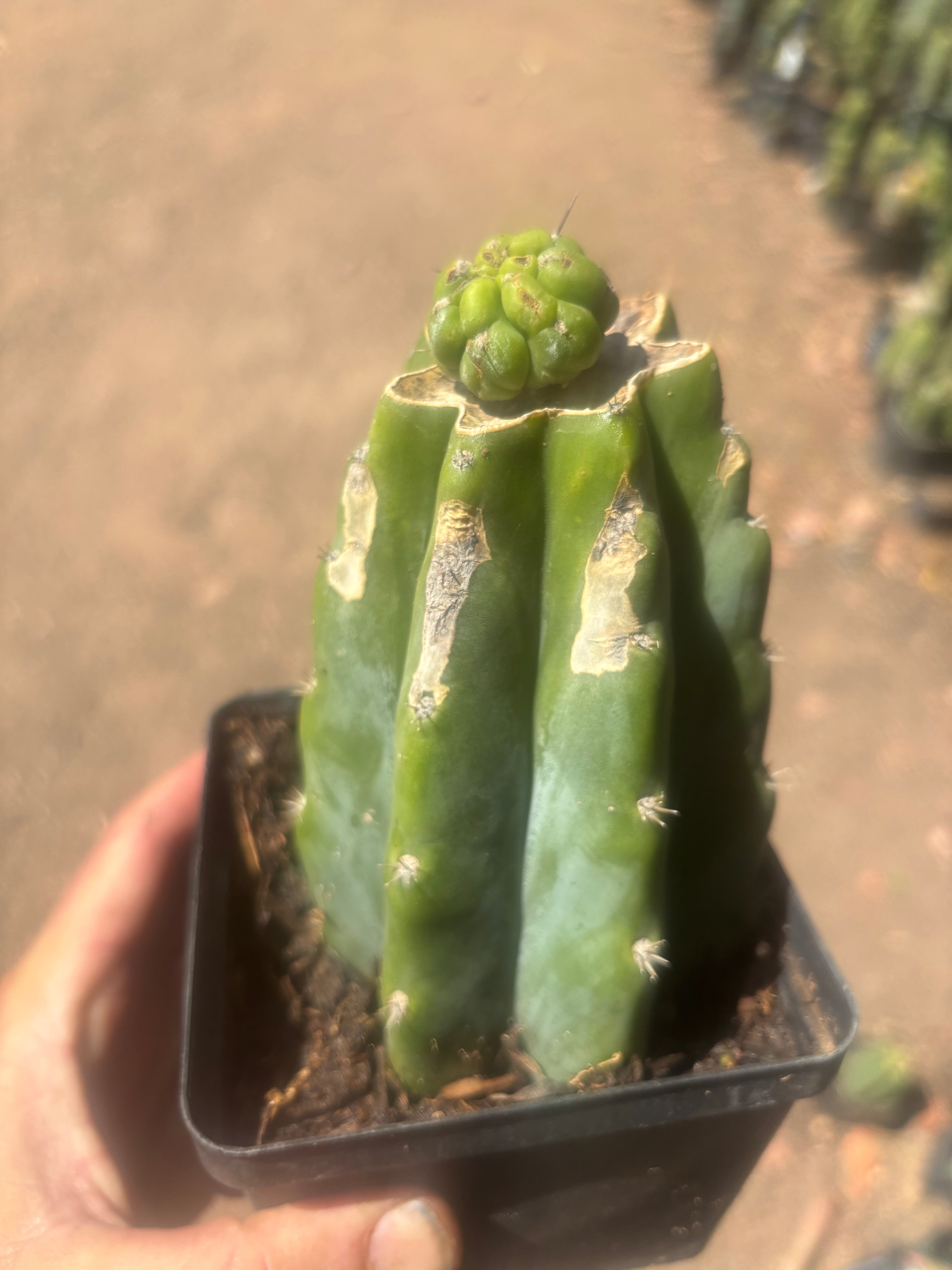 💎👑💎 Havran — Pup Graft on Rooted PC