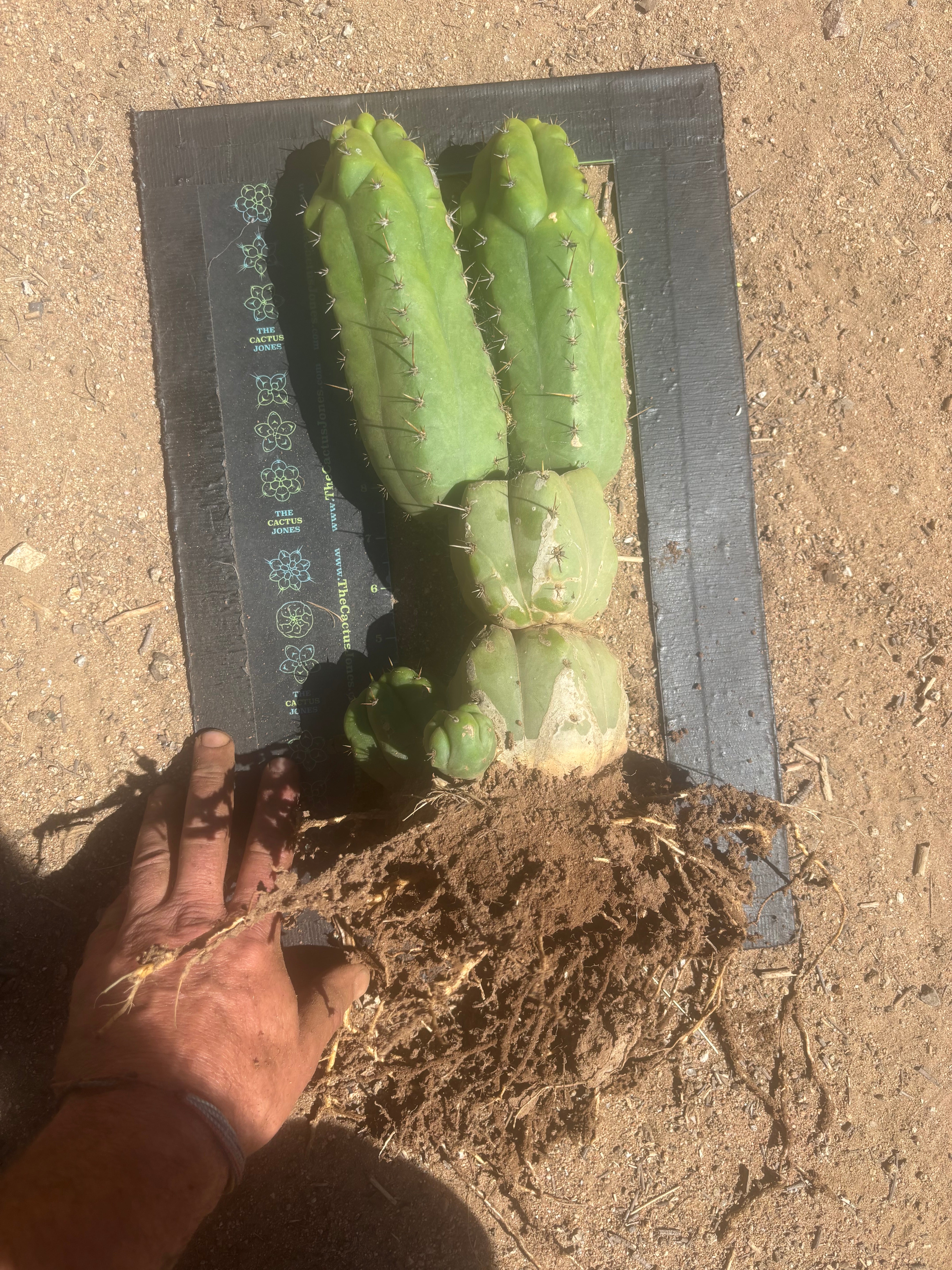 👑 TPM — Large Rooted Multi-Pupper