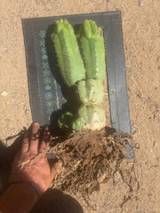 👑 TPM — Large Rooted Multi-Pupper