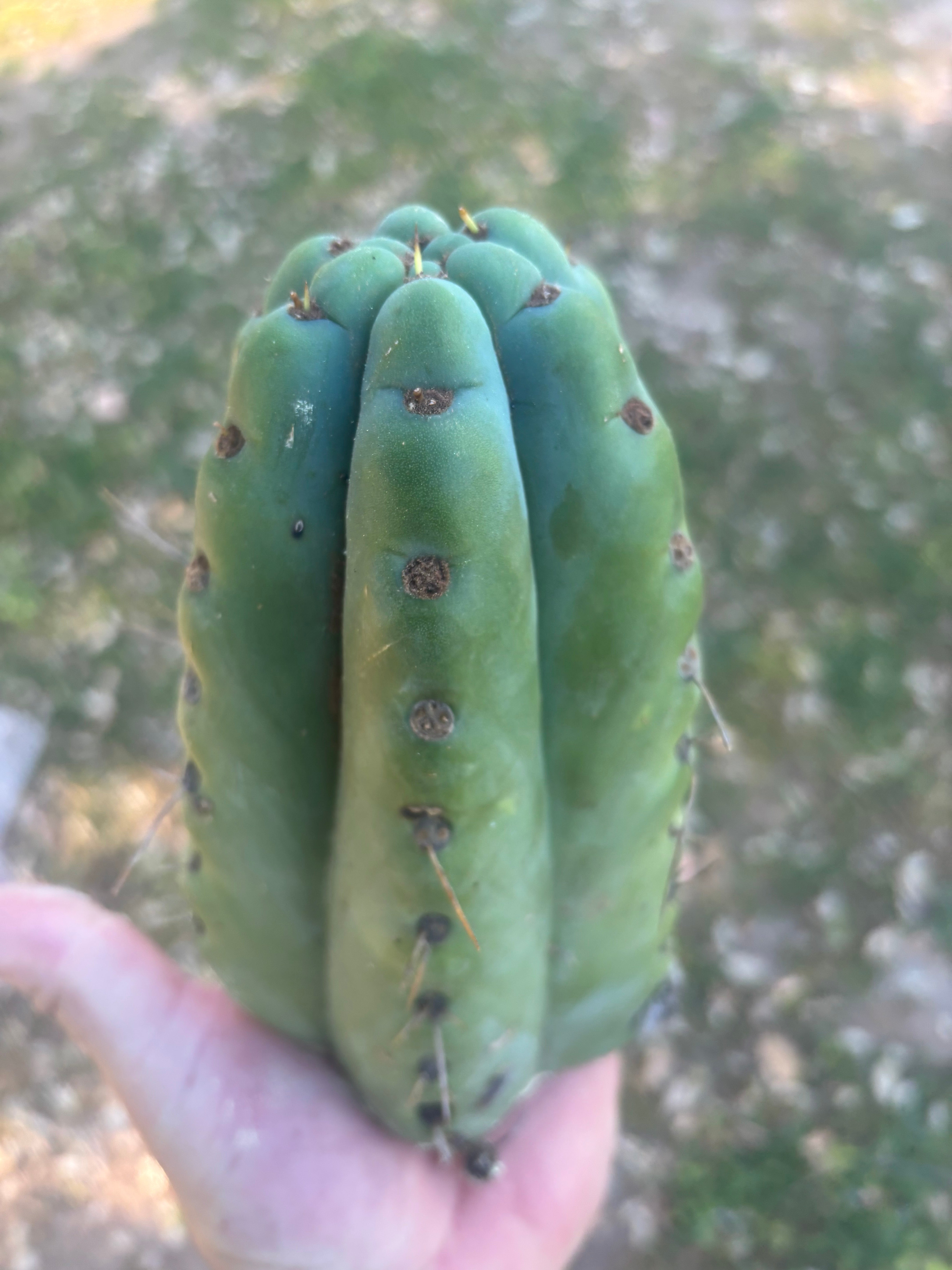 💎🌶️🌶️ NOM —  8” Tip Chonk