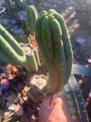 👑🌶️🌶️ Ogun — 12.5” Pup