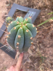 💎👑🌶️ CGG — Blue 11” Melon