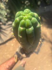 💎👑🌶️  Ashdod — XL 17” Magnum Tip