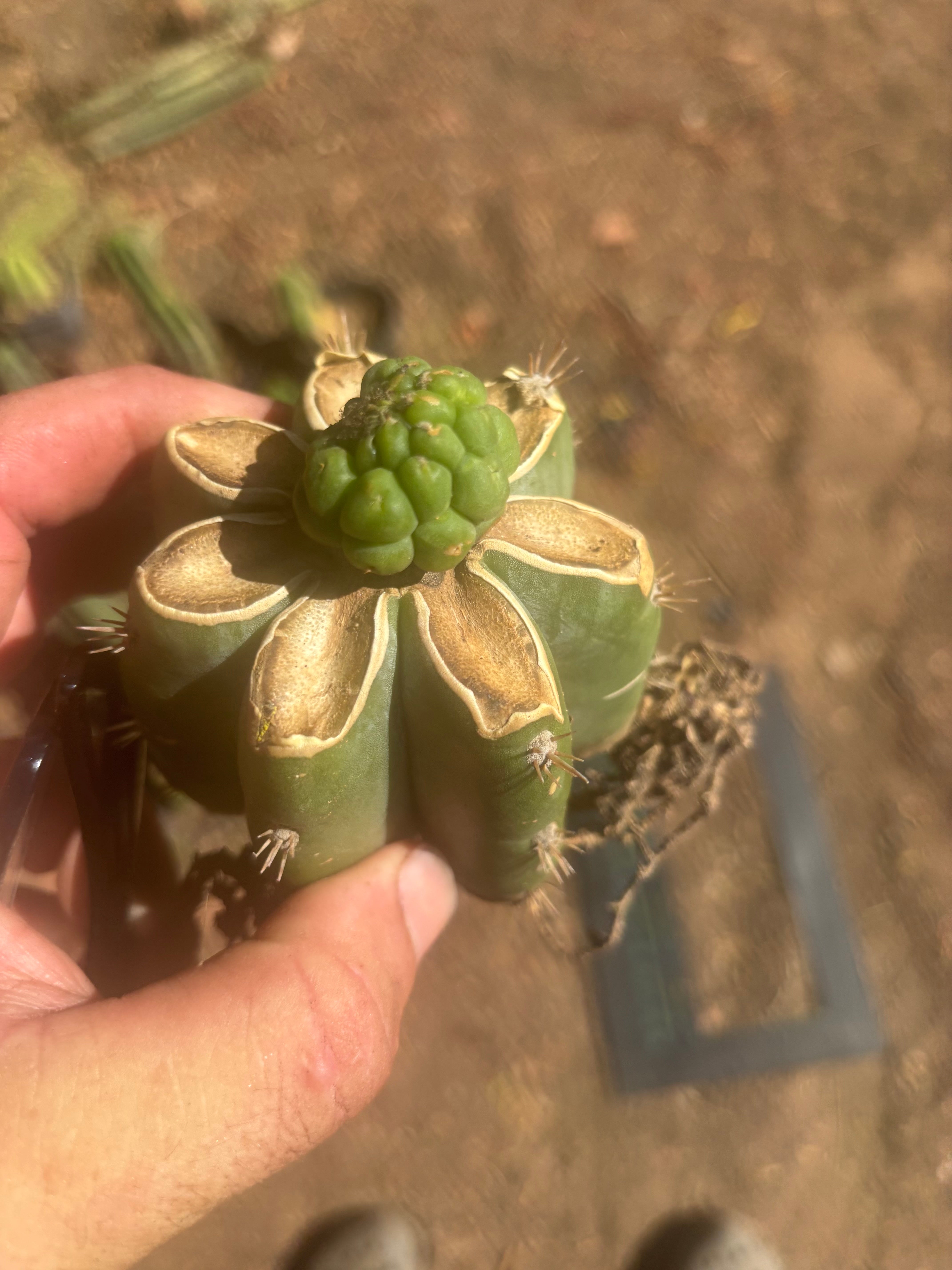 💎👑💎 Havran — Pup Graft on PC w/Roots