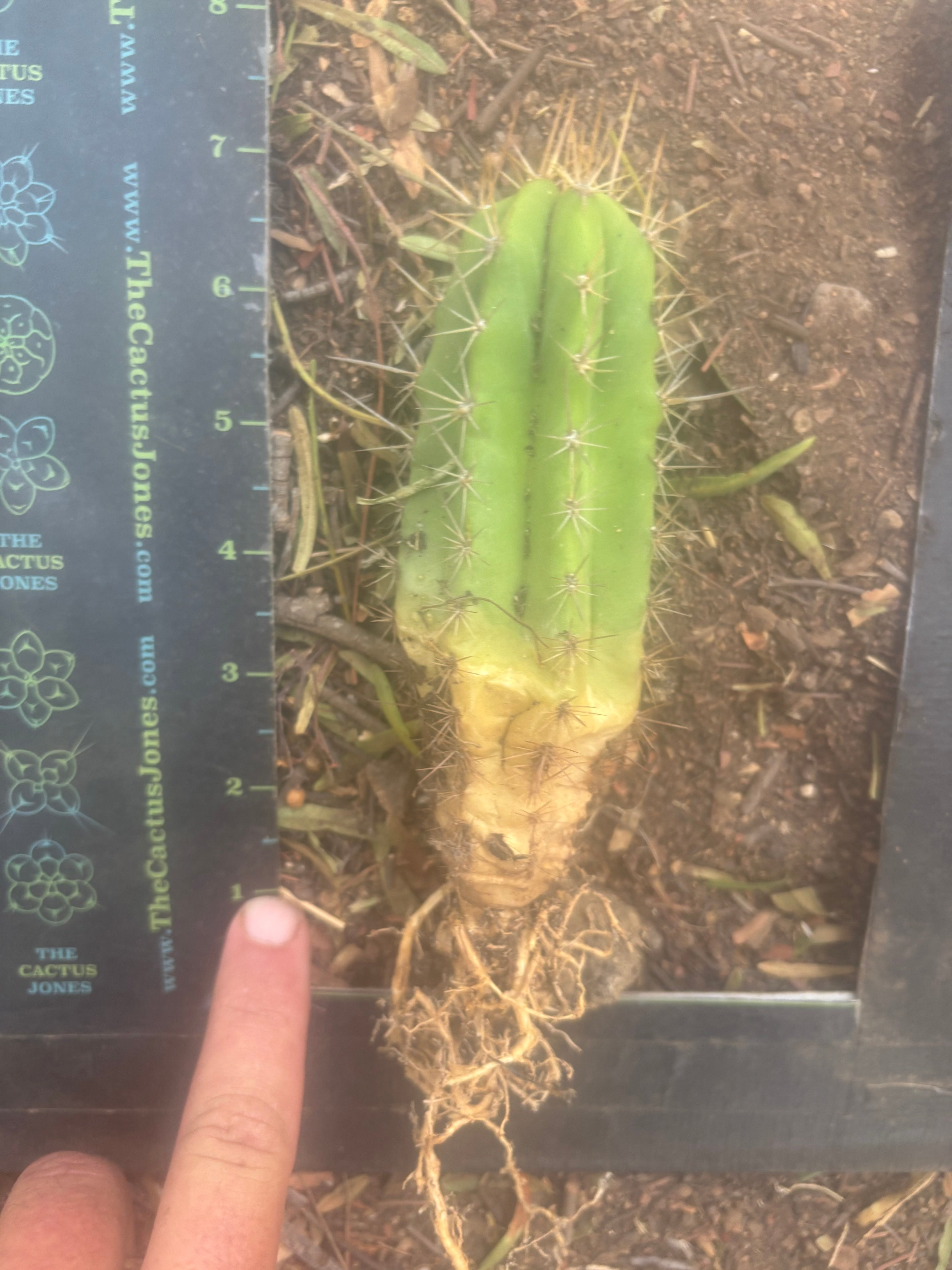 NEW ADD-ON FREEBIE —  Mystery Yearling