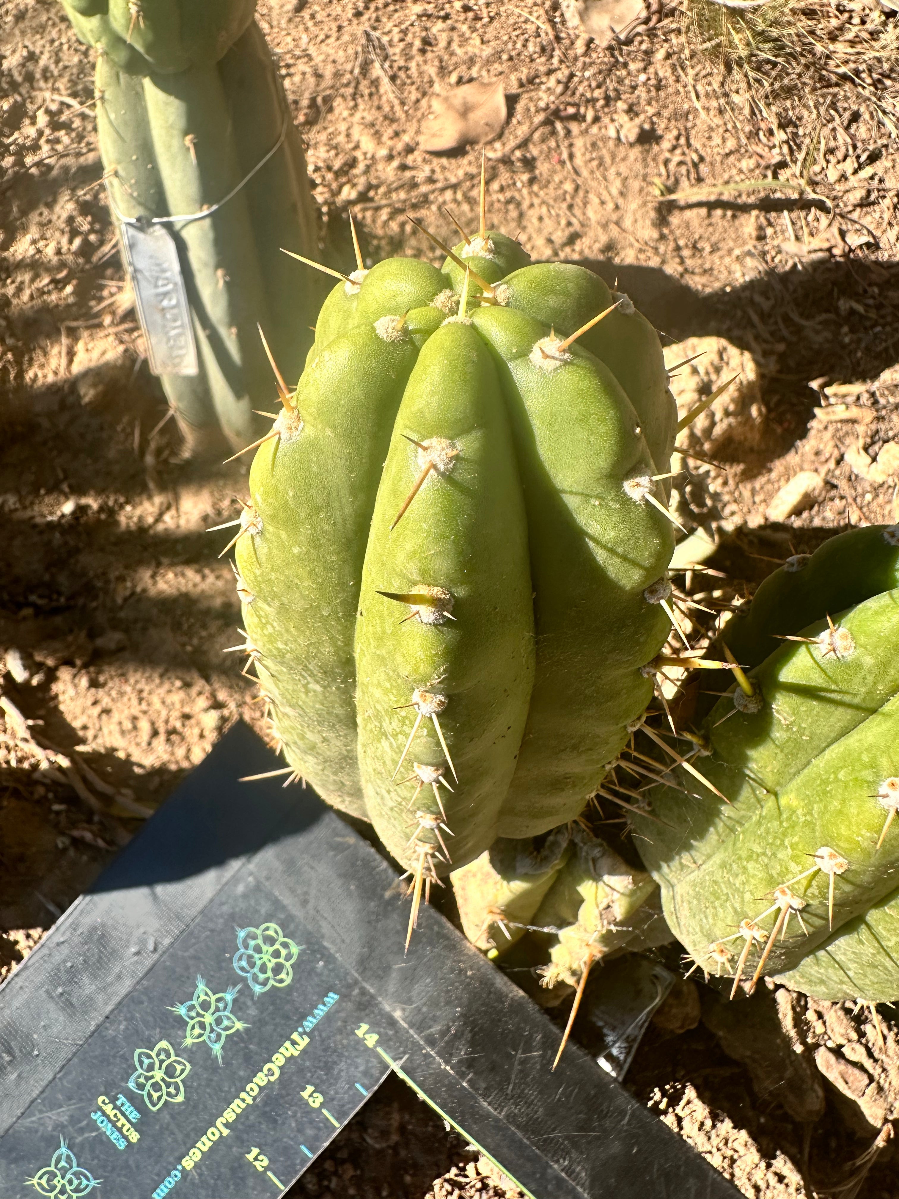 👑 T.Maranonensis — Fat Grenade Pup