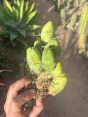 👑🌶️🌶️  TBM Clone B — Fully Rooted