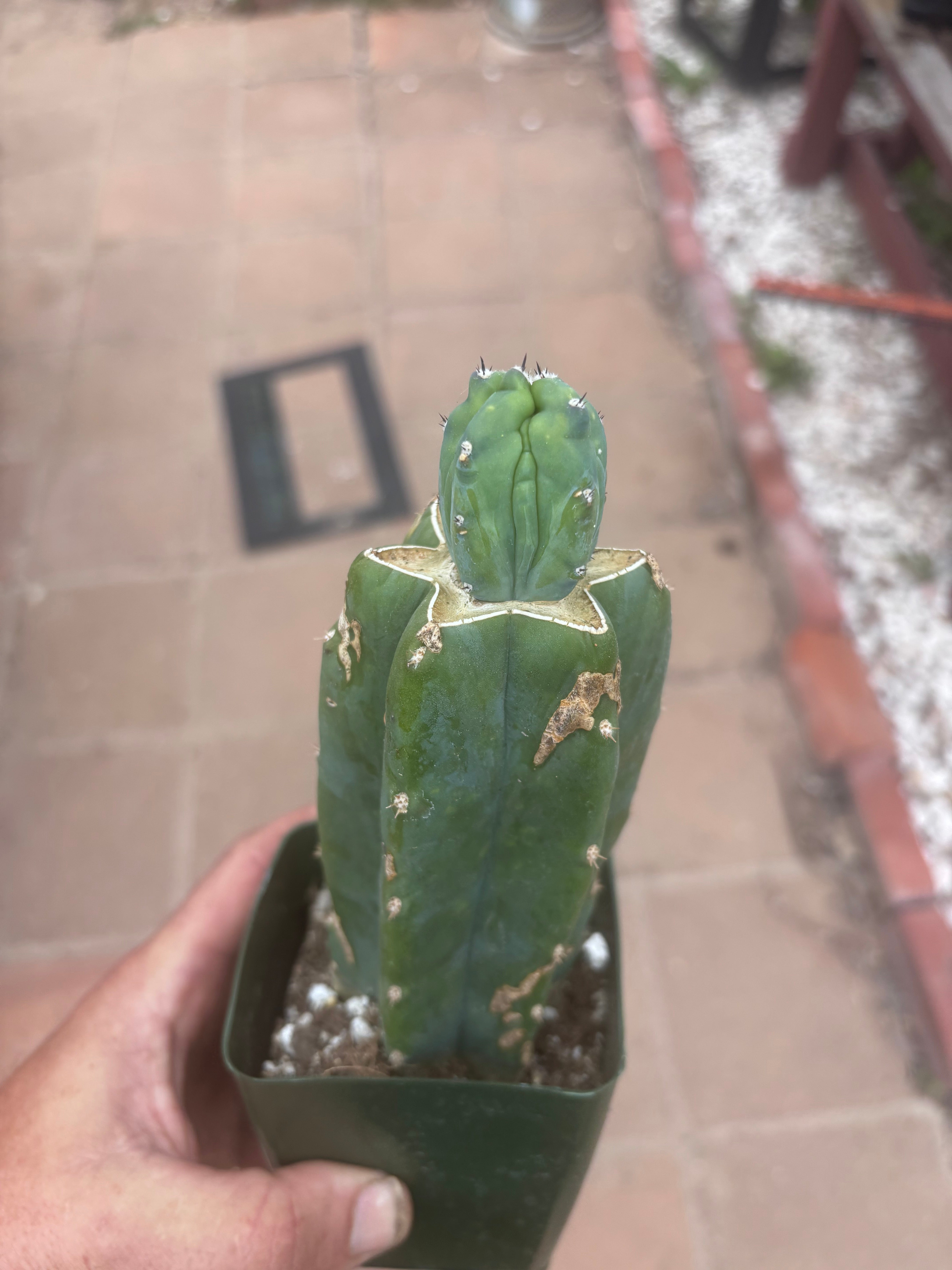 👑💎 Grecas Tip Graft — Rooted / Whole