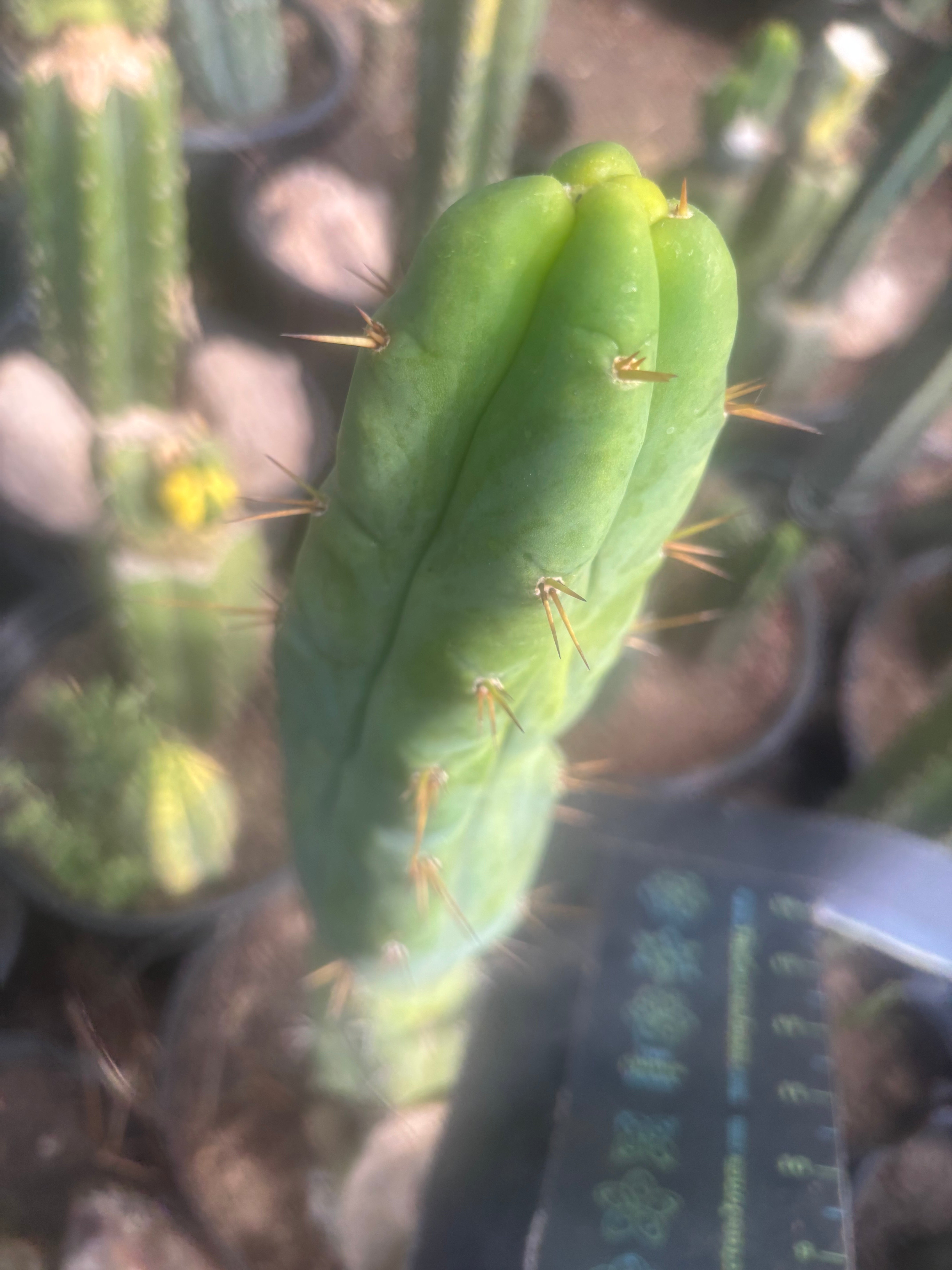 💎👑🌶️ Bruce — 9” Tip