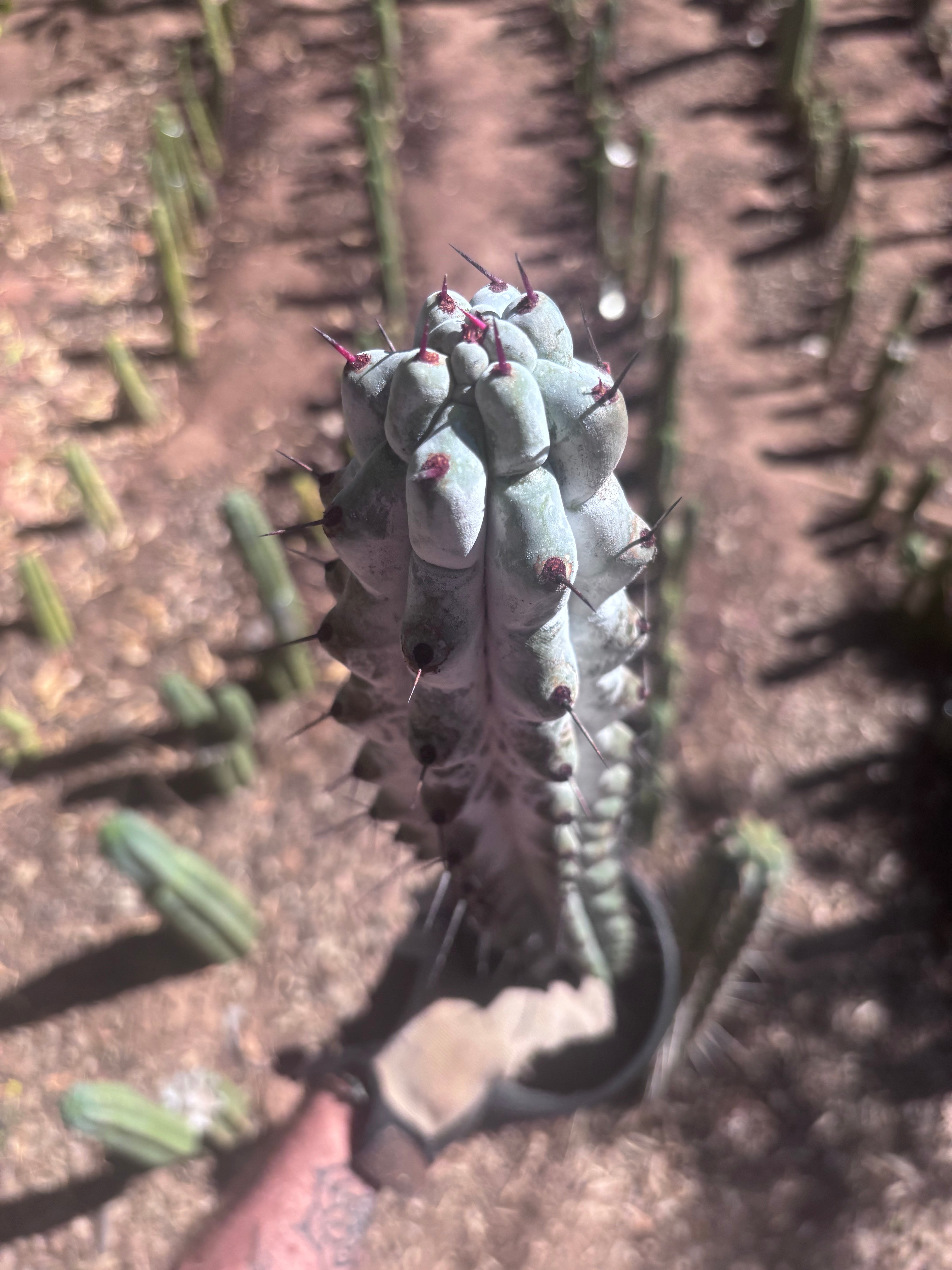 💎 Stenocereus Beneckei — XL 21” Fully Rooted