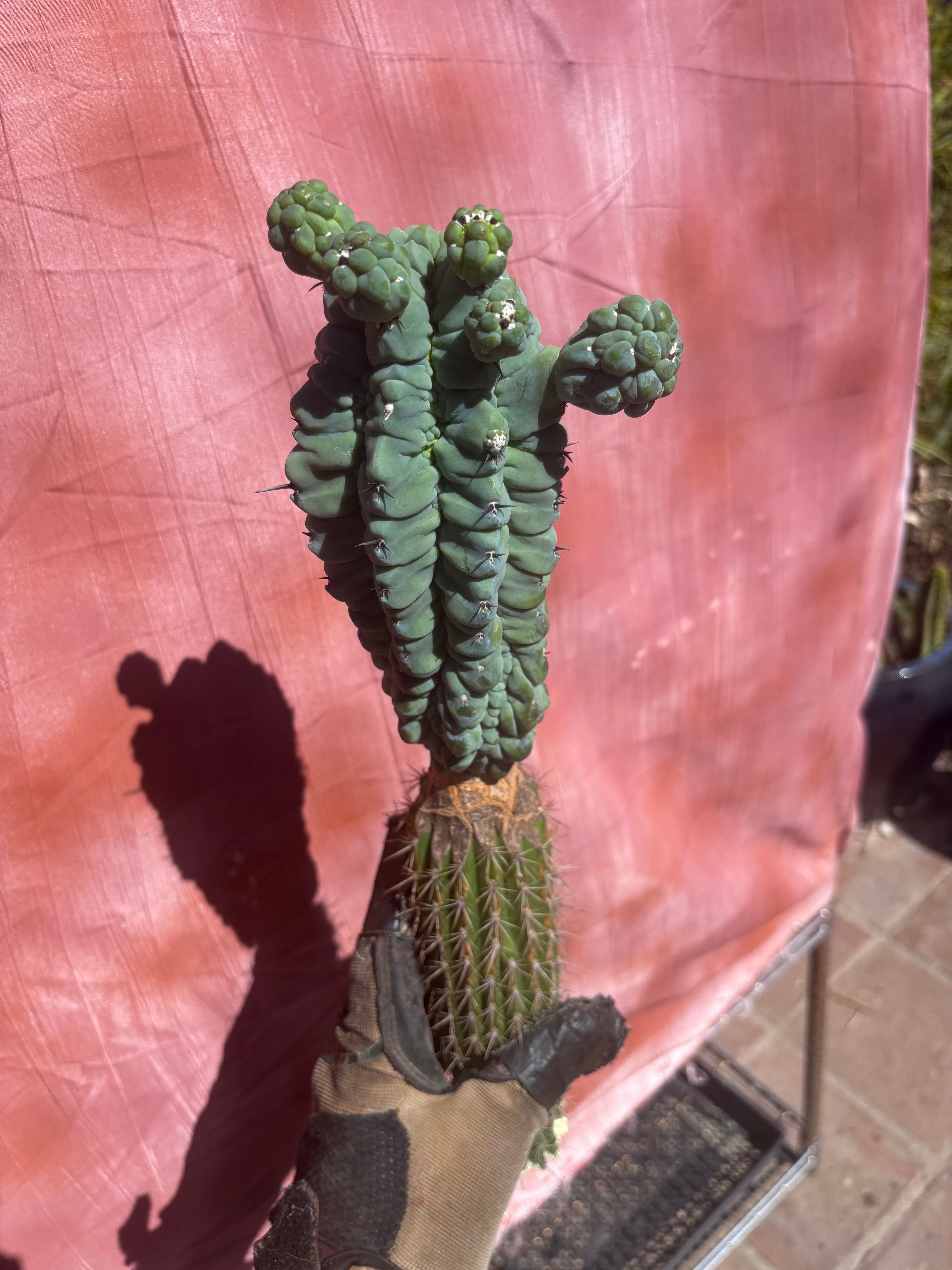 👑💎 Glorp — XL Graft with 5 Pups