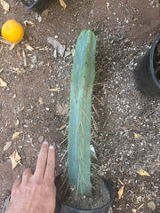👑🌶️ Freya — XL 17” Fully Rooted