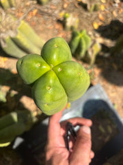 💎👑🌶️ Ferah — Fourwang Chub Muffin