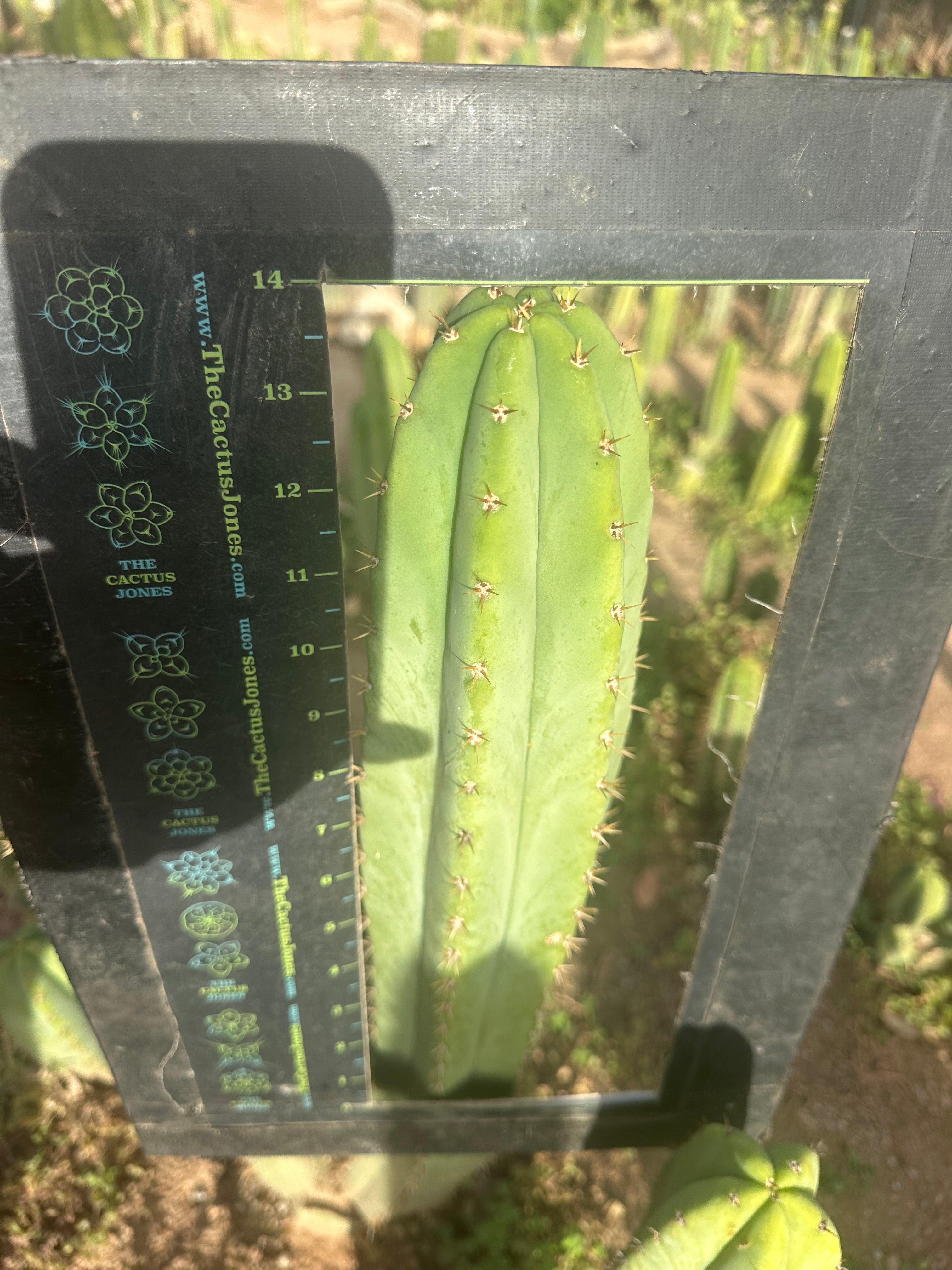 Heynes x Jessica  — XL 14” Tips