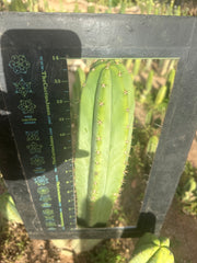 Heynes x Jessica  — XL 14” Tips