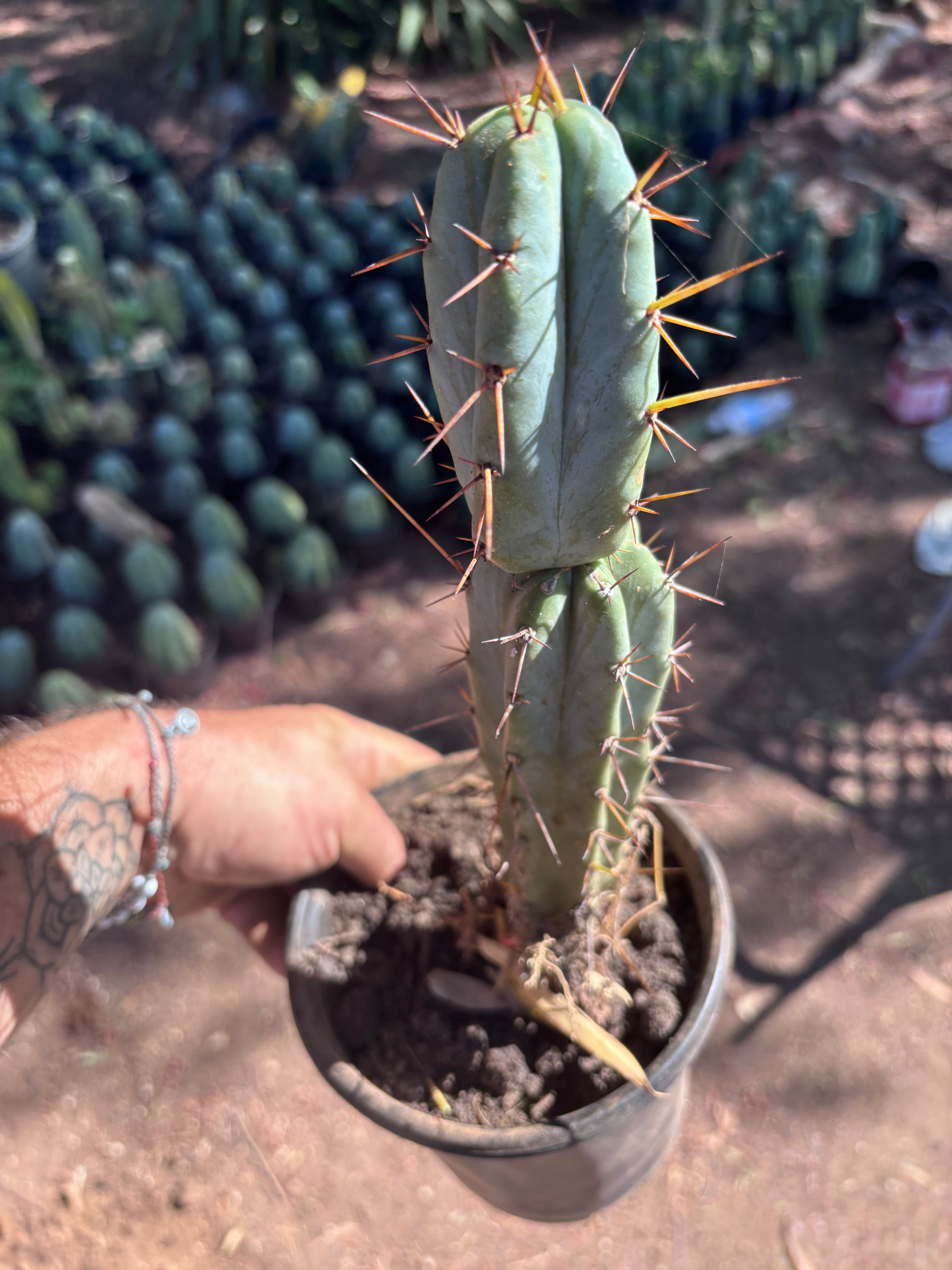 👑🌶️ SFBG — Rooted 13”