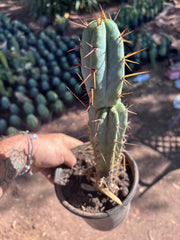 👑🌶️ SFBG — Rooted 13”