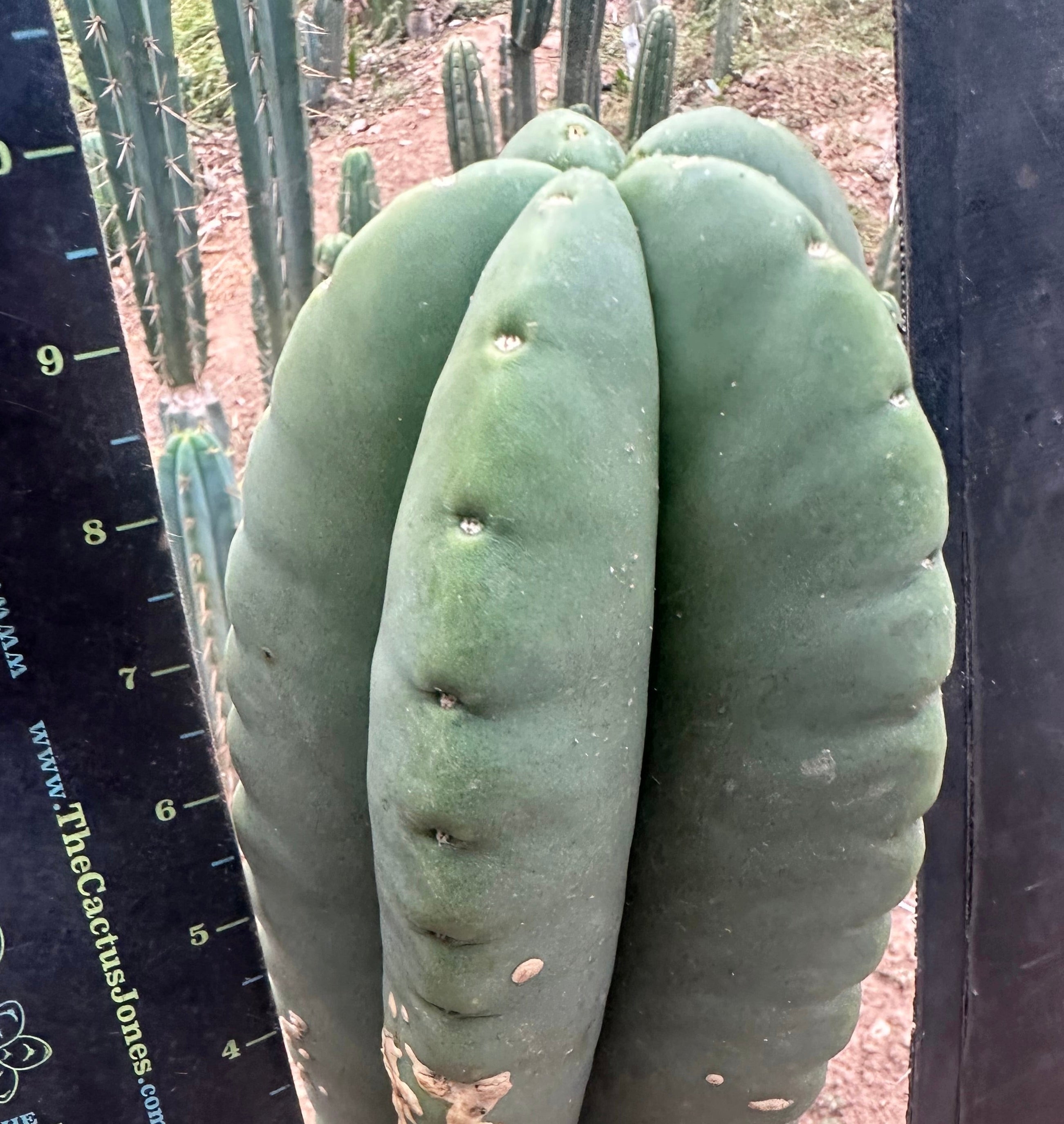 👑💎 Mesa Gardens Scop — Fat 7” Melon Pup