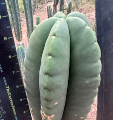 👑💎 Mesa Gardens Scop — Fat 7” Melon Pup