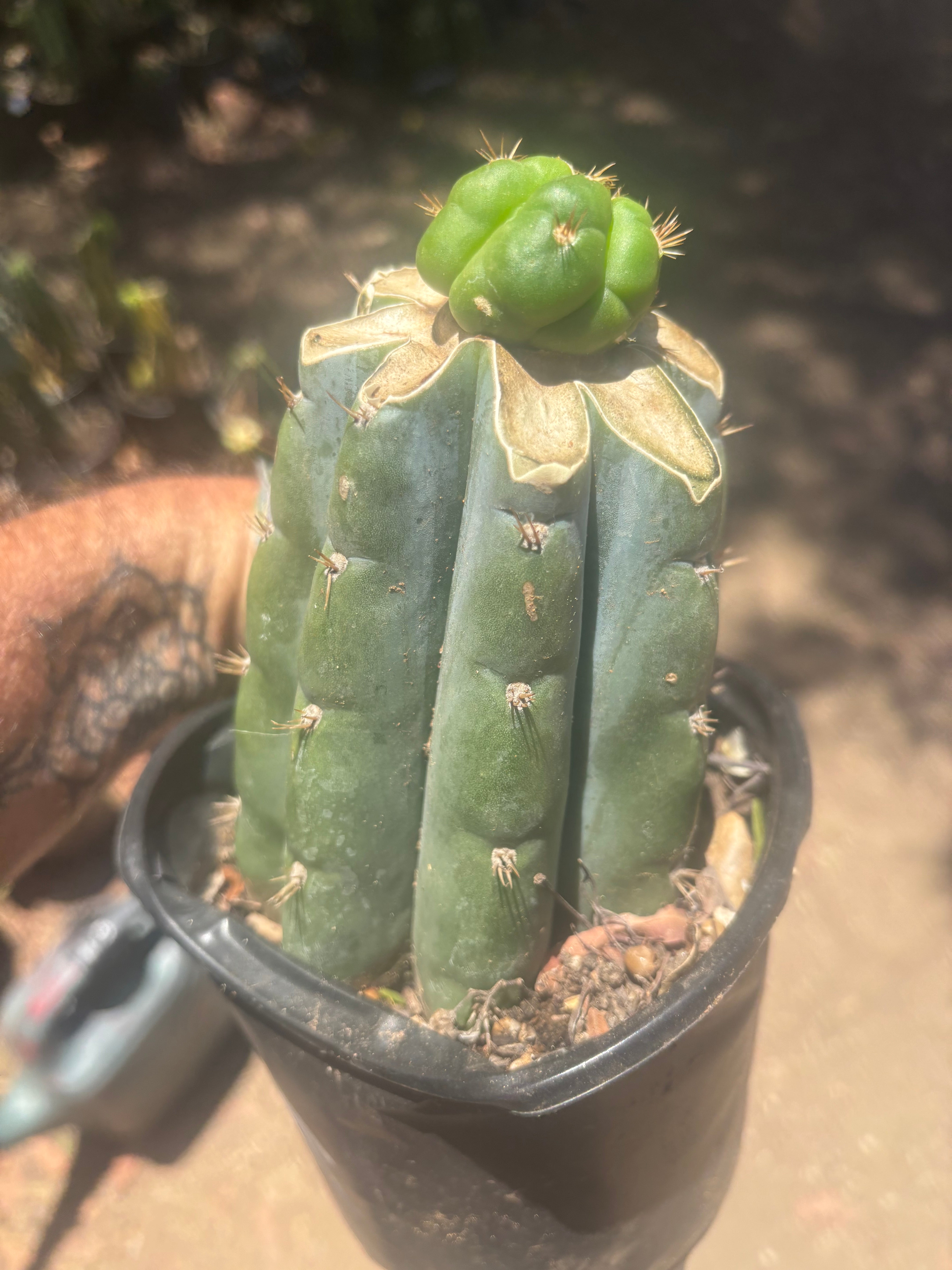 💎👑💎🌶️ CareBear — Graft on Rooted Shine01