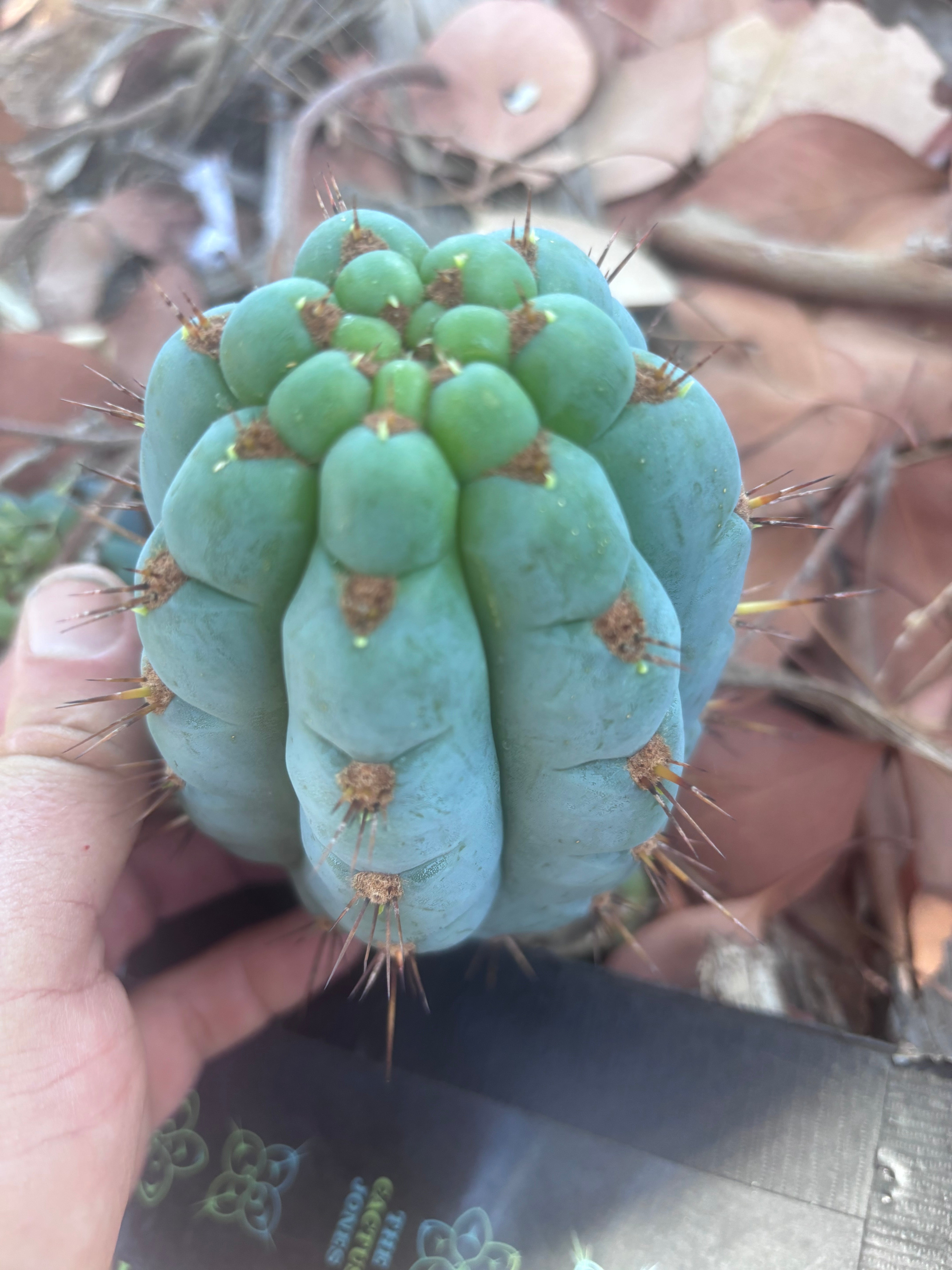 💎👑 Papa Smurf — 6” Grenade