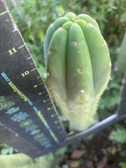 👑🌶️🌶️ KR04 — 11” Tip