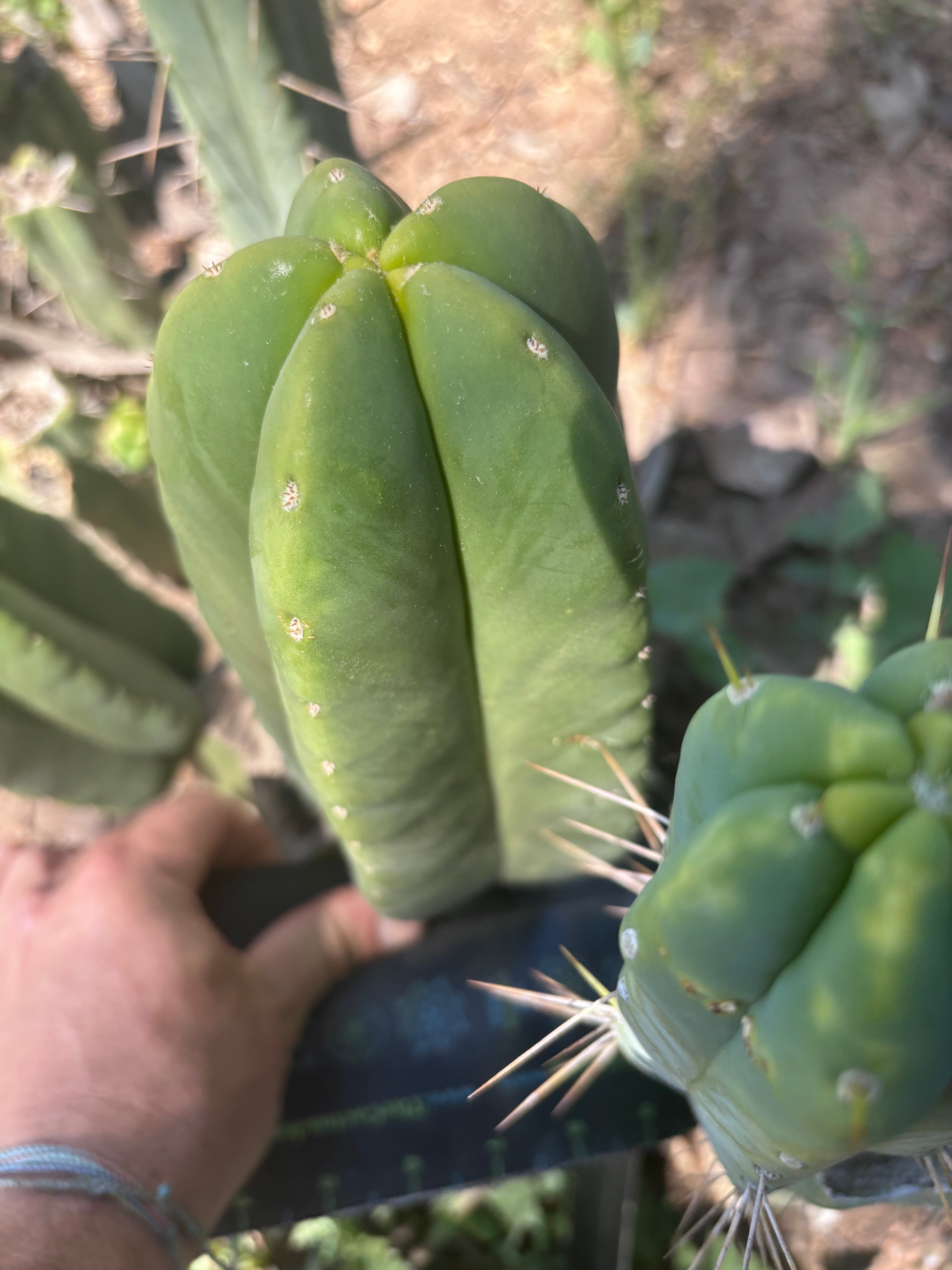 👑🌶️ Another Zulk Melon