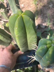 👑🌶️ Another Zulk Melon