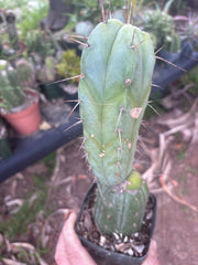 👑💎🌶️ CSD — Rooted Graft (Whole)