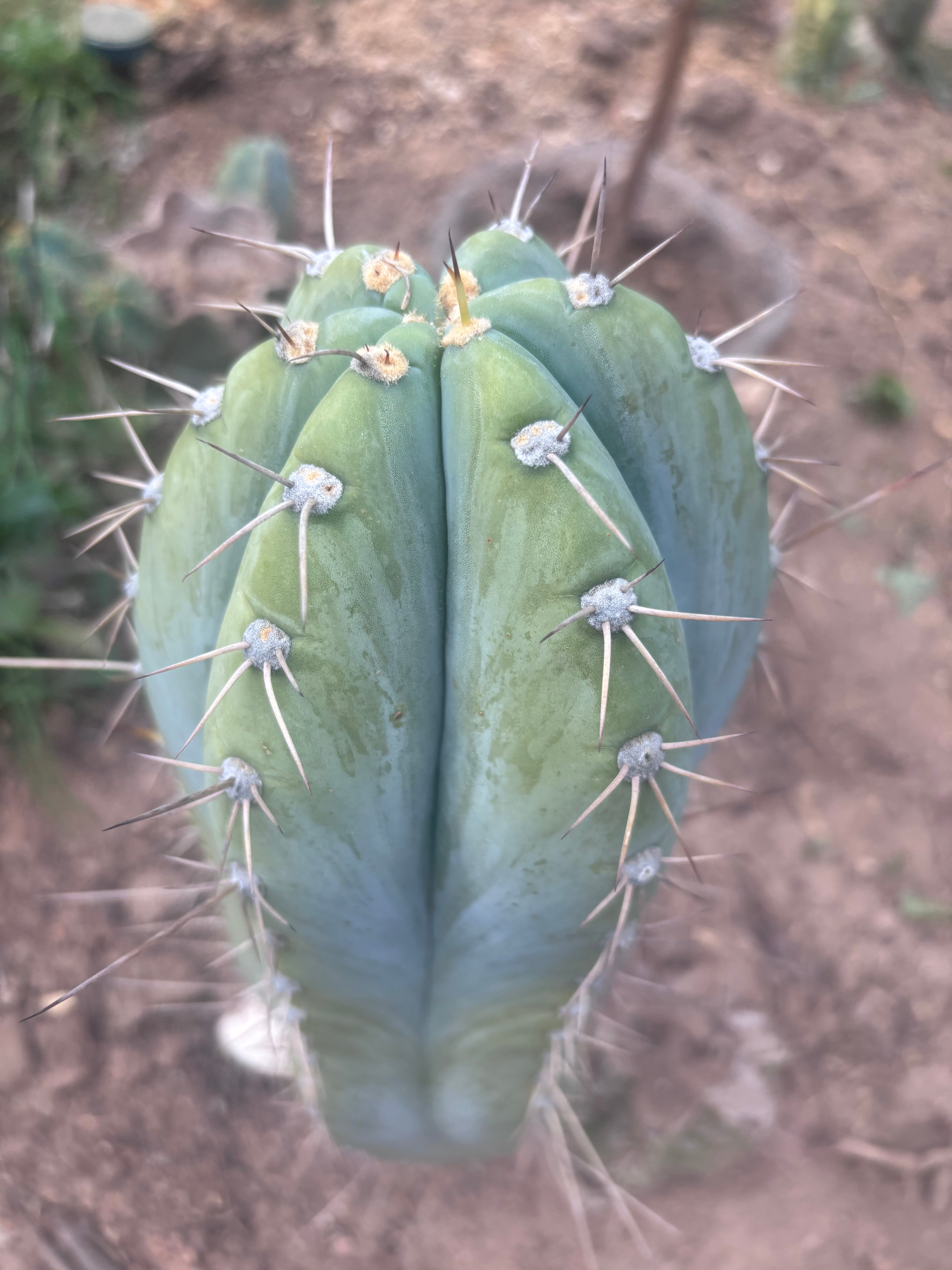 💎👑🌶️ CGG — Massive 10” Tip