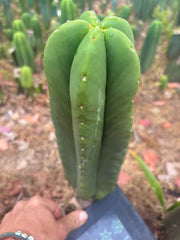 👑🌶️ Zulk — XL FAT 11” Pup